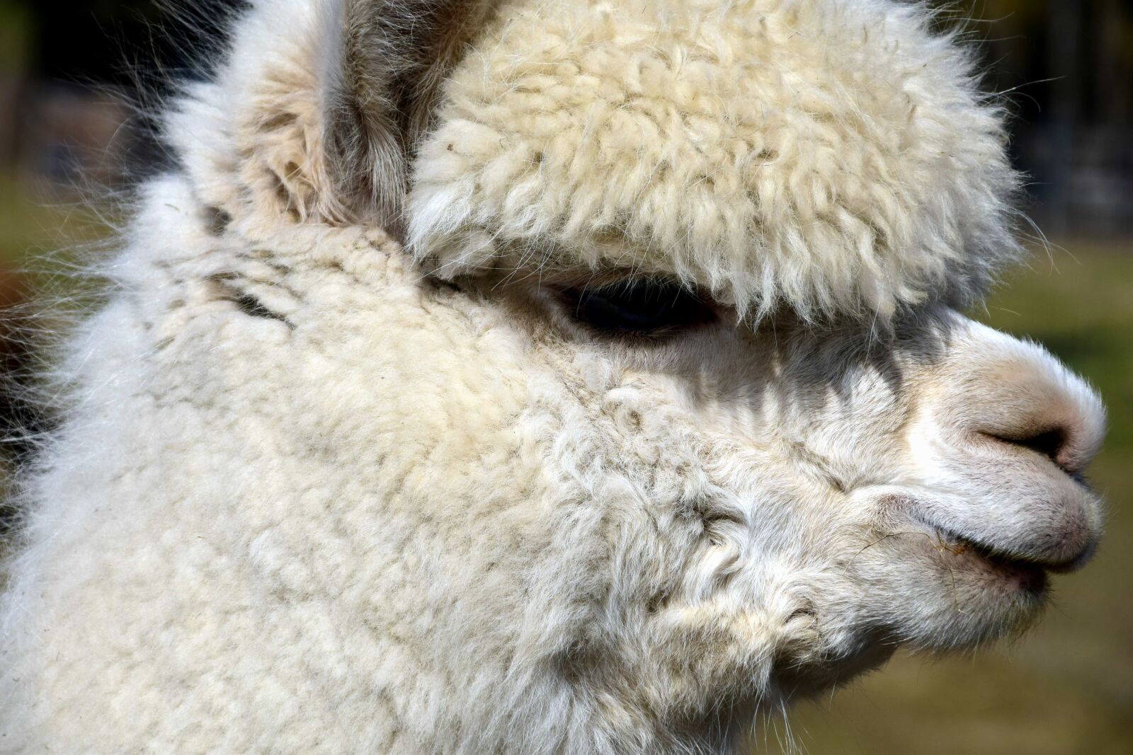 Nikon D3300 sample photo. Cute, portrait, animal, fur photography