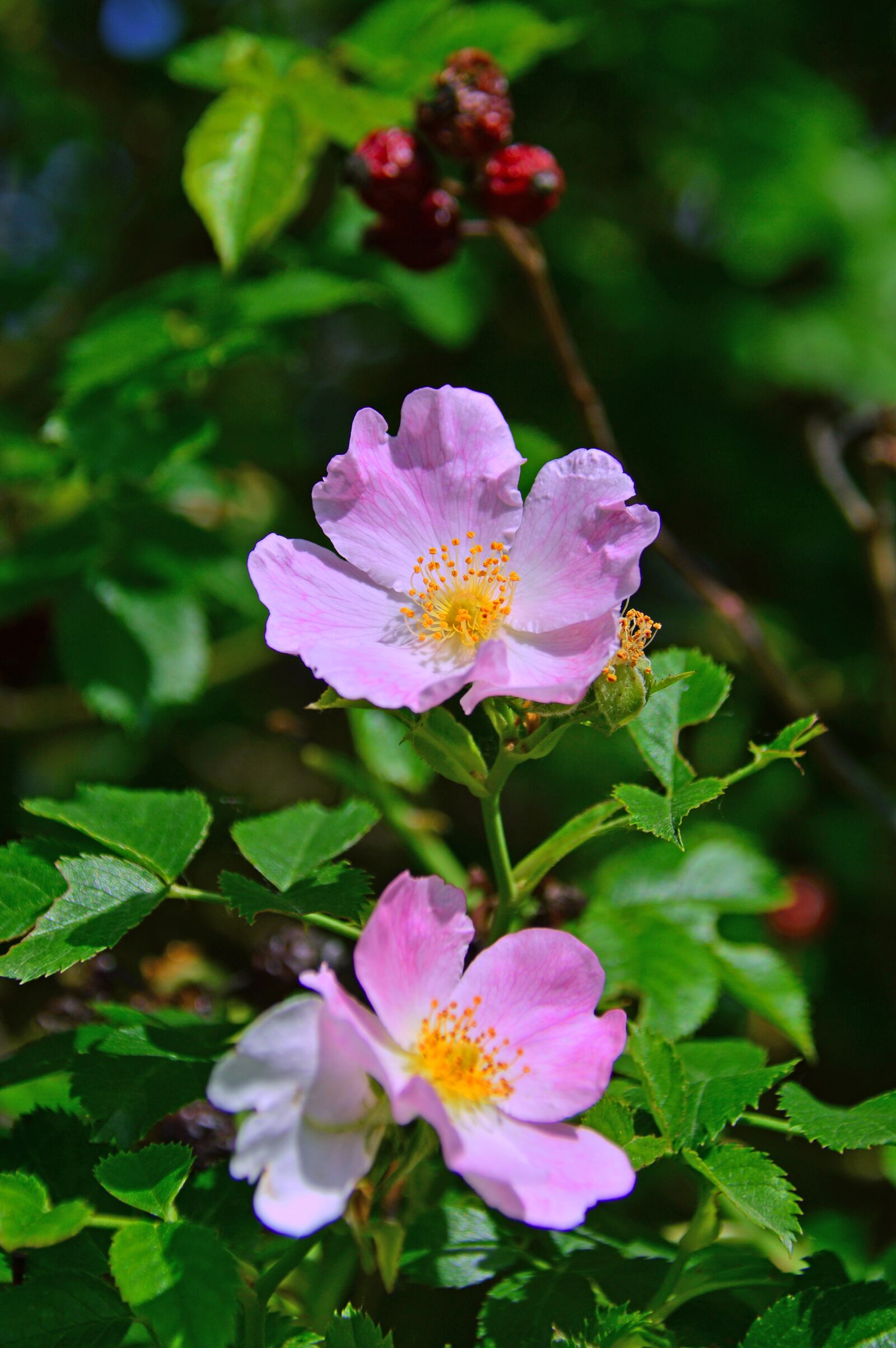 Nikon D3200 sample photo. Rosehips, lace flower, flower photography