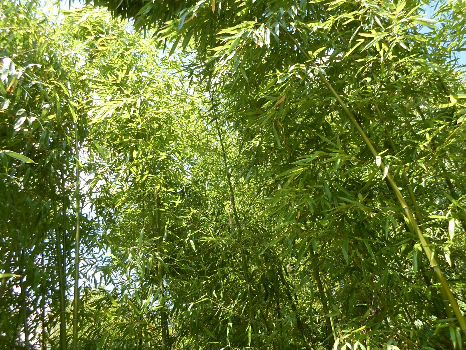 Samsung ST66 / ST68 sample photo. Bamboo, bamboo, trees, bambousaie photography