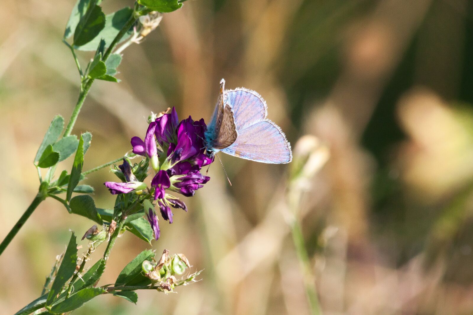 Canon EOS 50D sample photo. Common blue, lycaenidae, butterfly photography