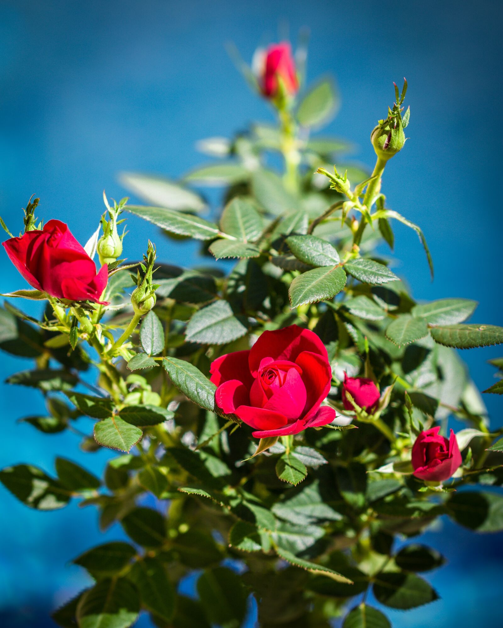 Canon EOS 70D sample photo. Flower, rose, plant photography