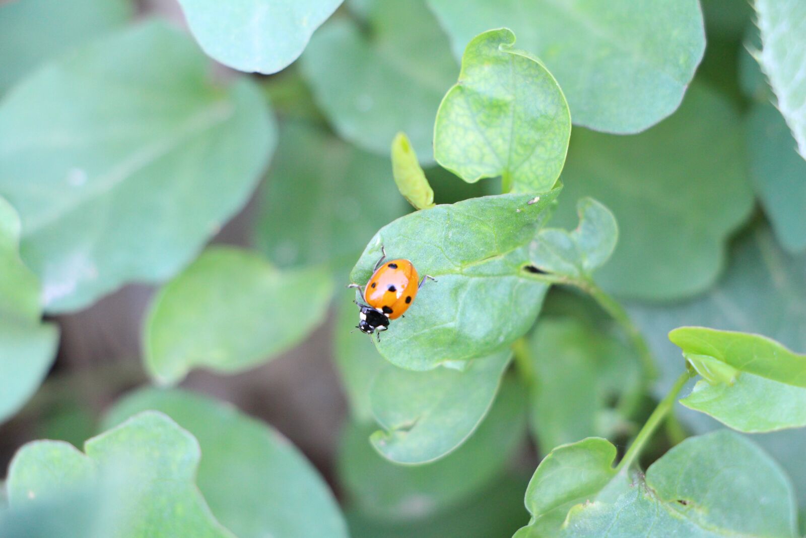 Canon EOS 700D (EOS Rebel T5i / EOS Kiss X7i) sample photo. Plant, insect, ladybug photography