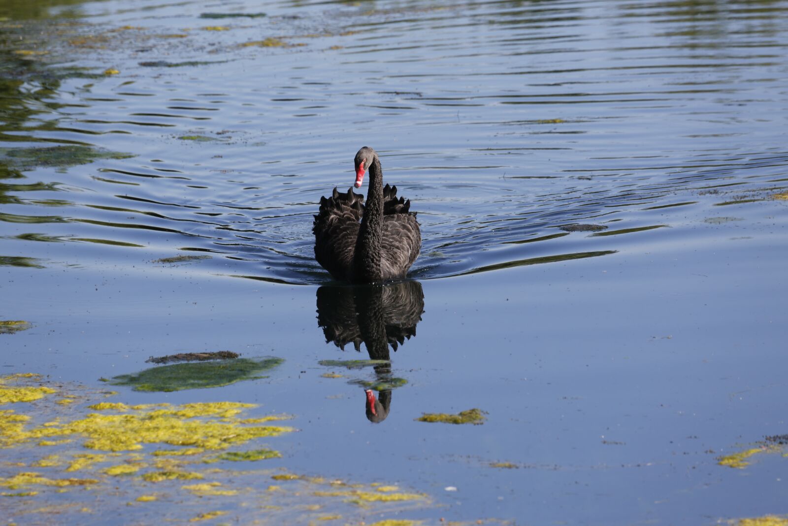 Canon EOS 5D Mark III sample photo. Black, swan, water bird photography
