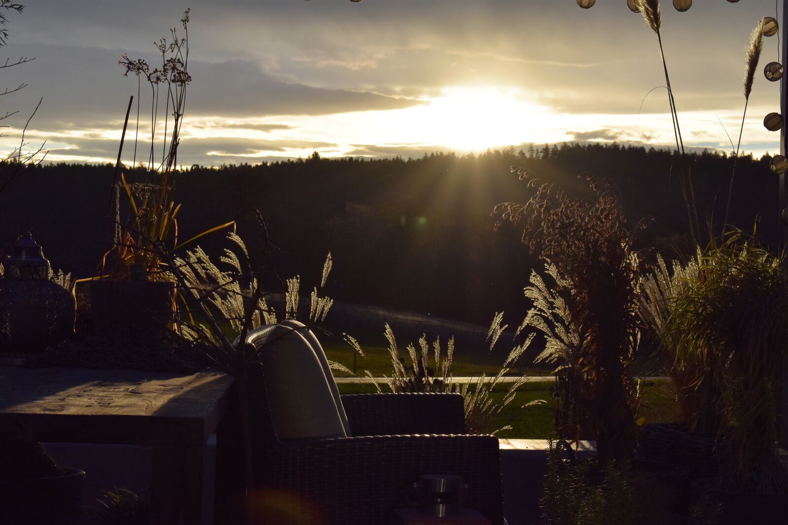 Nikon D5500 sample photo. Morgenrot, morgenstimmung, grasses photography