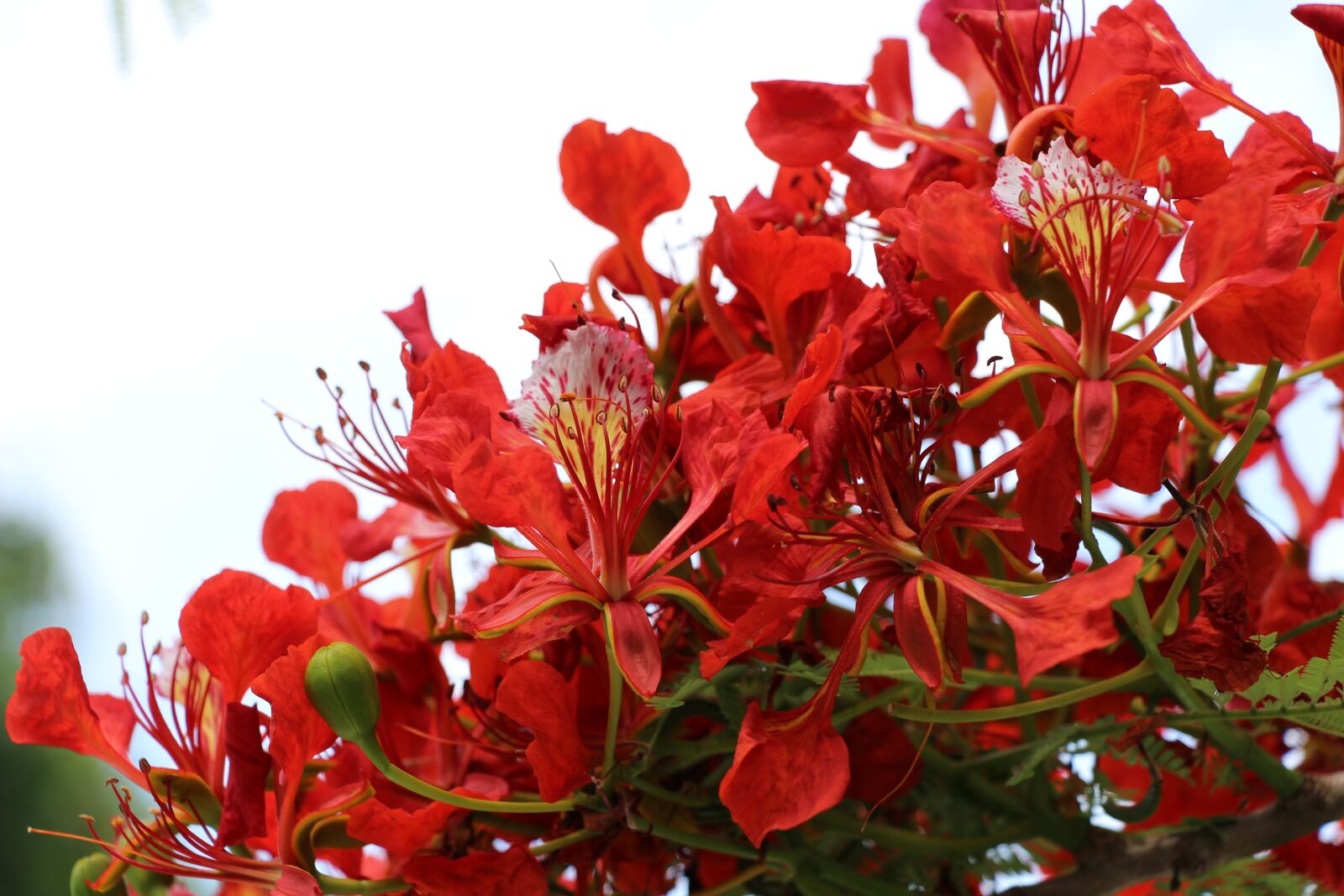 Canon EOS 700D (EOS Rebel T5i / EOS Kiss X7i) sample photo. Reunion island, flamboyant, nature photography