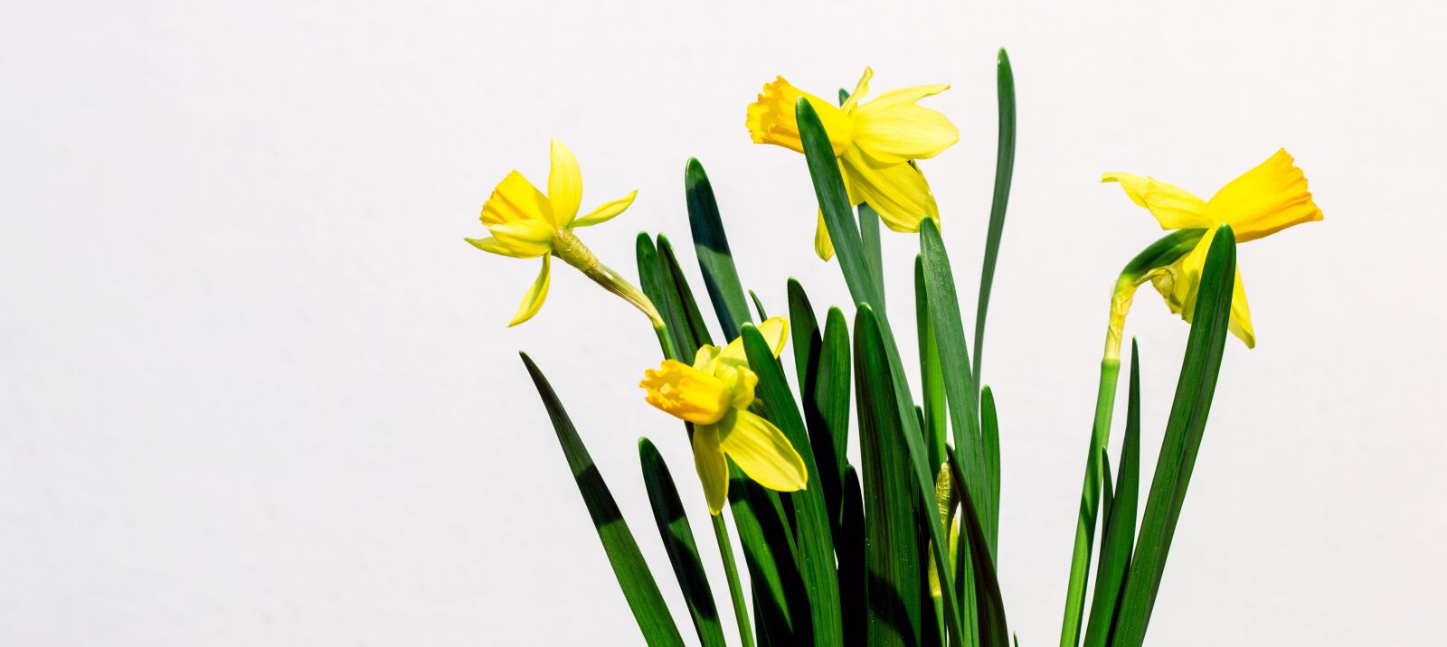 Canon EOS 70D sample photo. The narcissist, yellow, flower photography