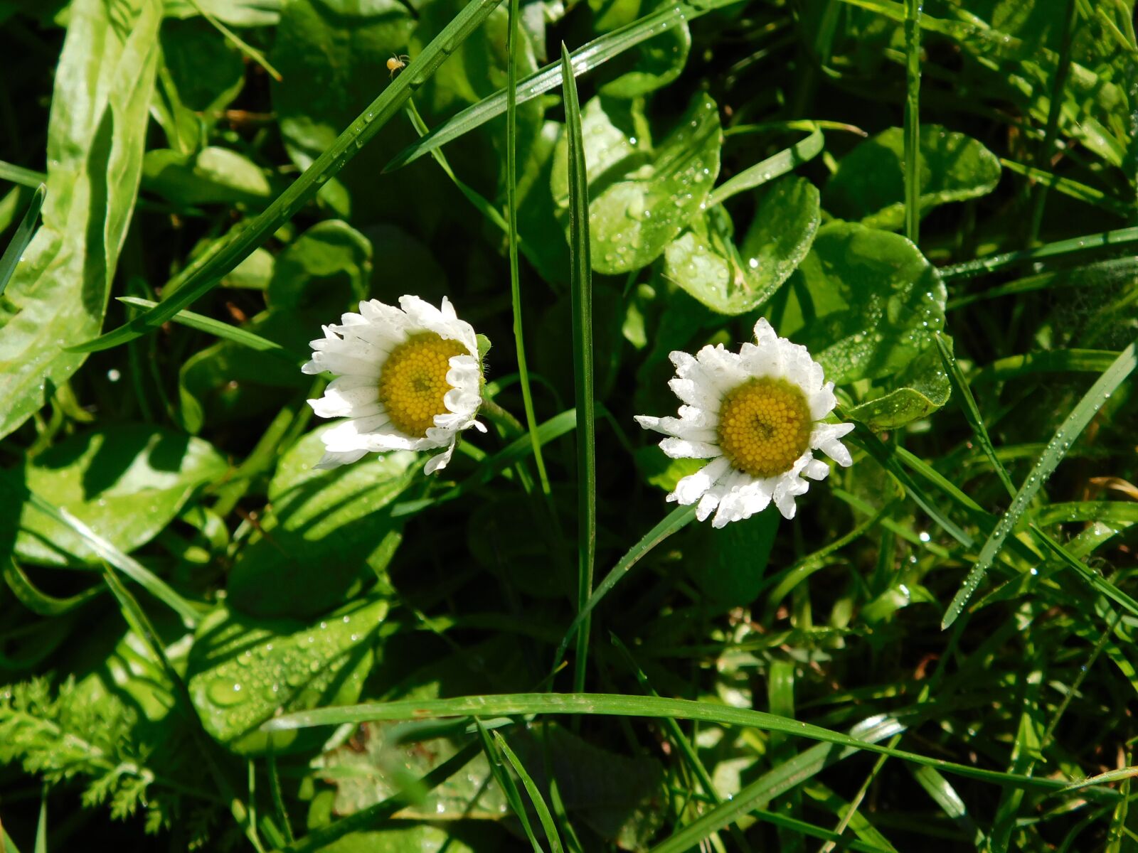 Nikon Coolpix B500 sample photo. Daisy, flower, flowers photography