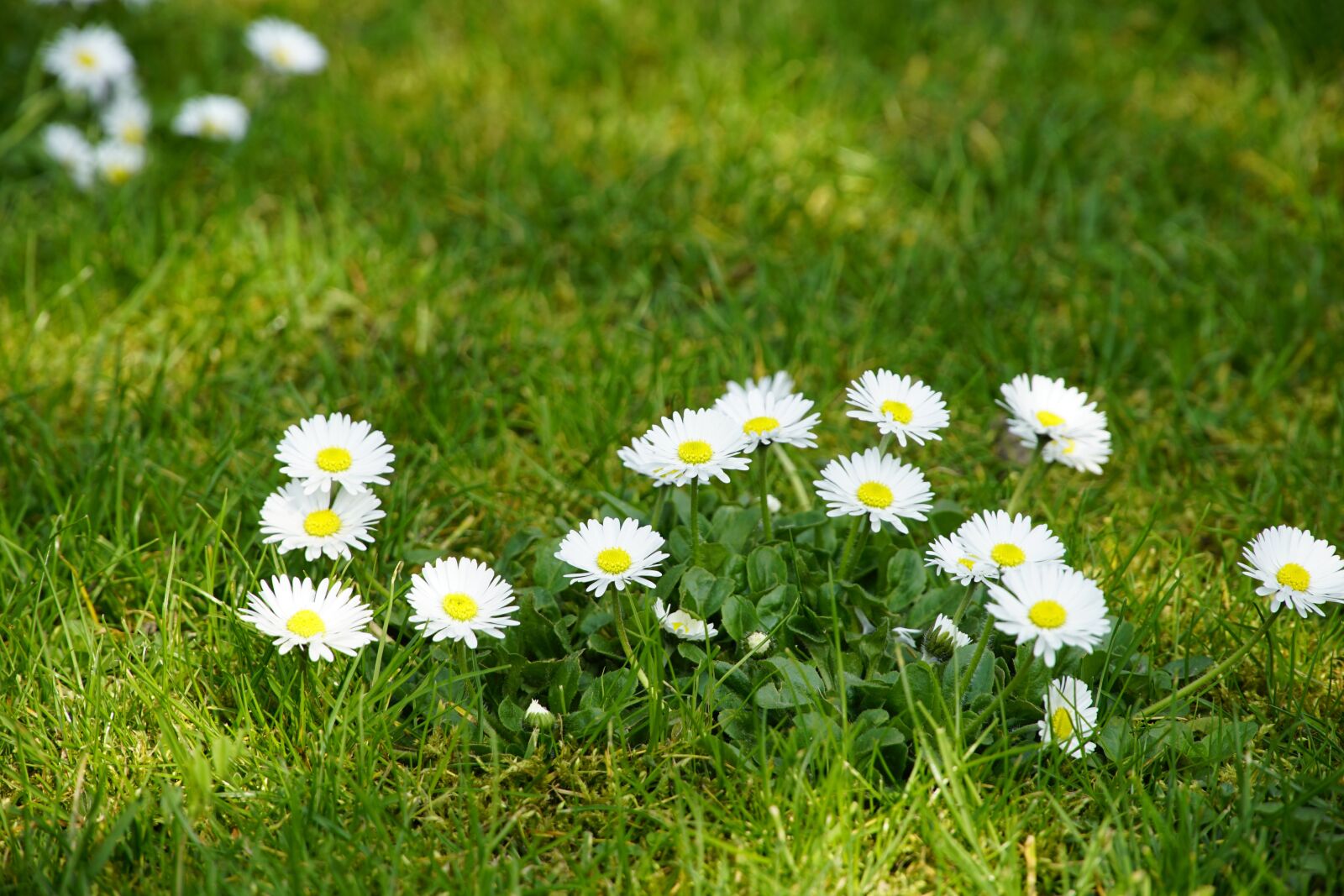 Sony a7R II + Sony E PZ 18-105mm F4 G OSS sample photo. Garden, grass, bellis photography