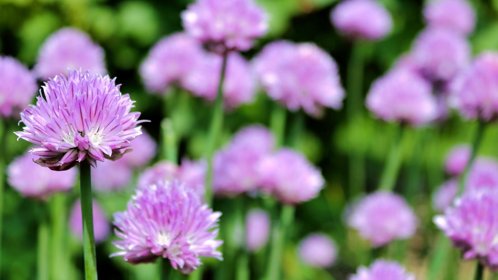 Canon EOS 750D (EOS Rebel T6i / EOS Kiss X8i) sample photo. Flower, spring, garden photography