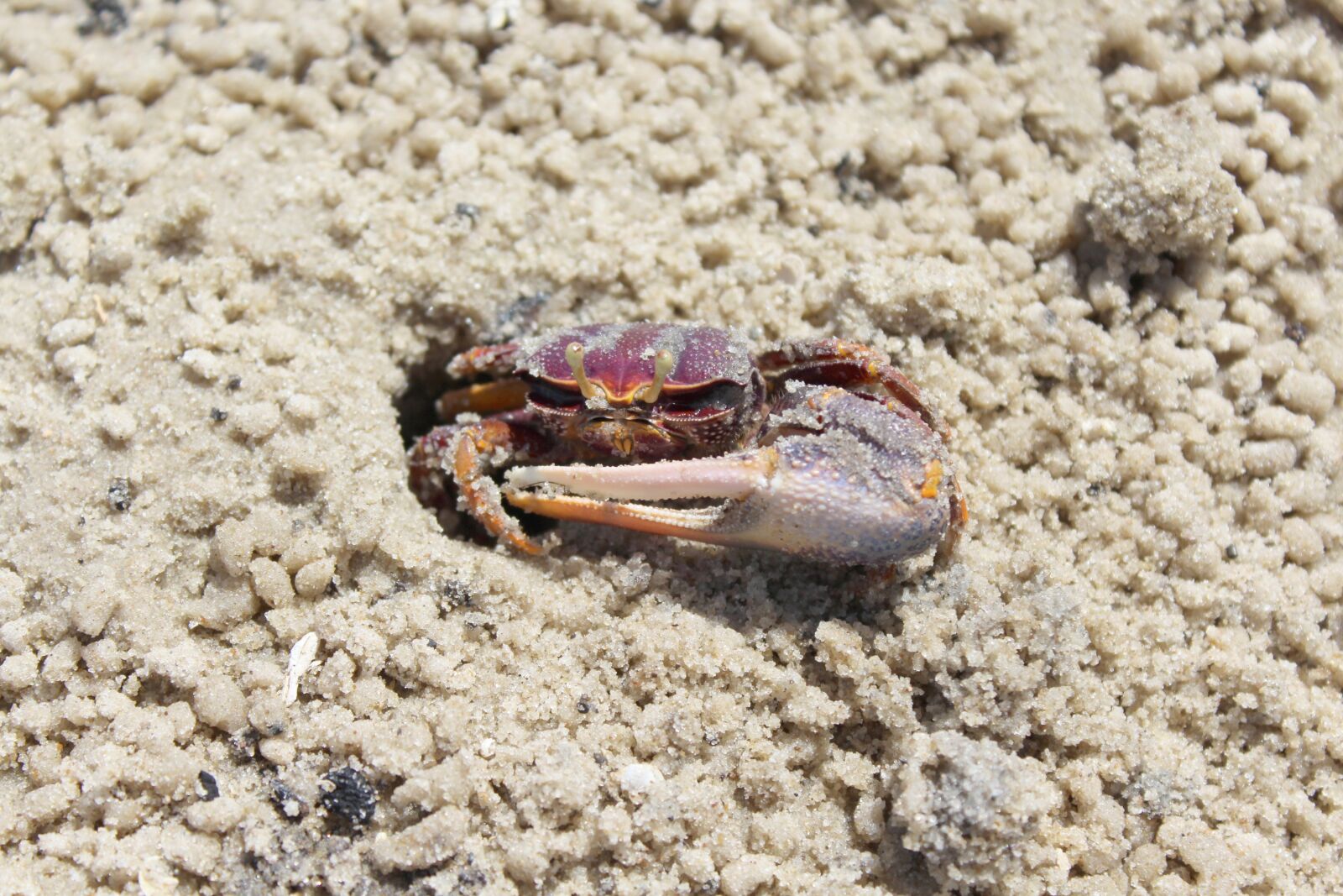 Canon EOS 600D (Rebel EOS T3i / EOS Kiss X5) sample photo. Crab, hole, animal photography