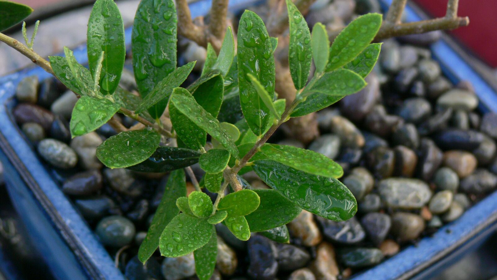 Panasonic DMC-FZ30 sample photo. Leaves, bonsai, olive photography