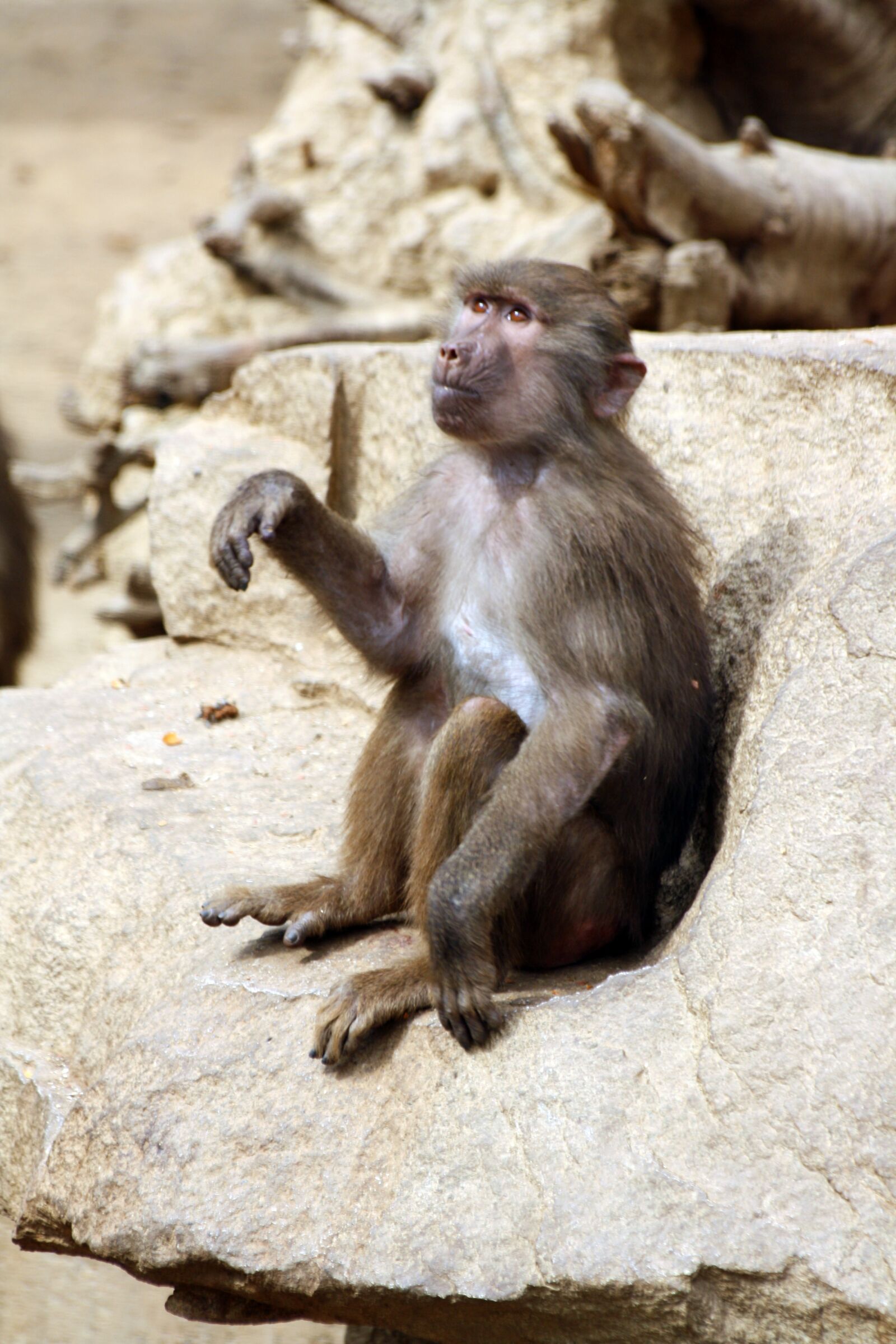 Canon EOS 1000D (EOS Digital Rebel XS / EOS Kiss F) sample photo. Baboon monkey, baboon, mono photography