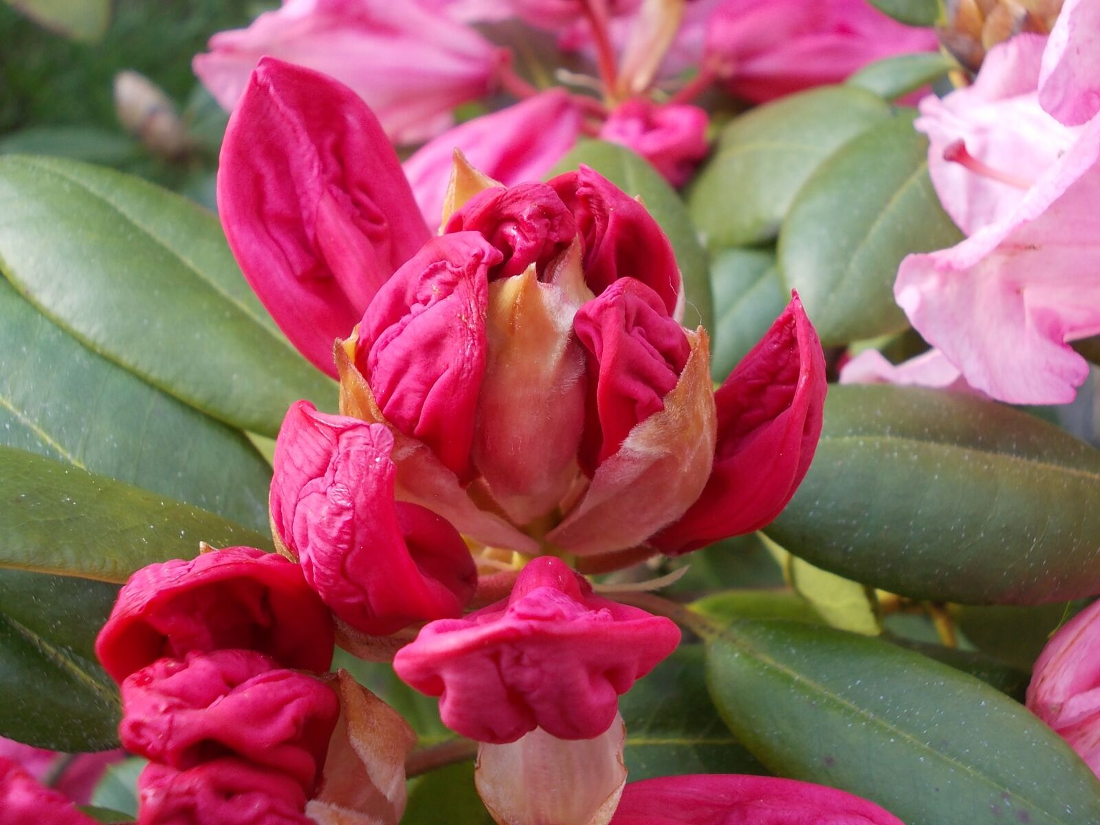 Nikon COOLPIX L23 sample photo. Rhododendron, bloesem, lente photography