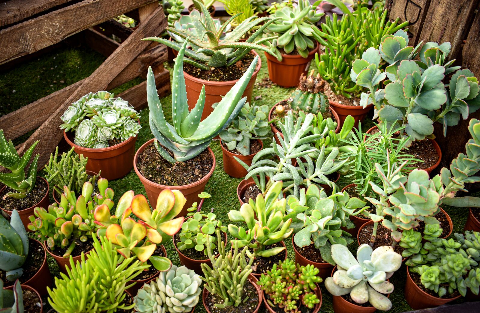 Nikon D5600 sample photo. Succulent, plants, cactus photography