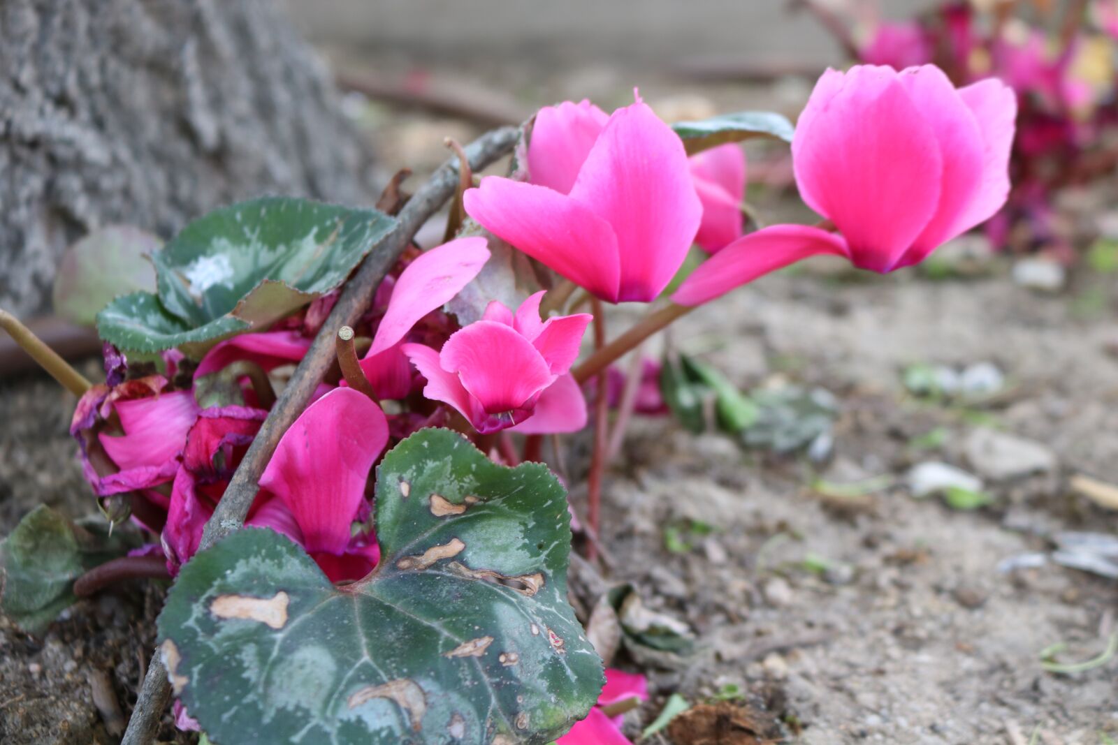 Canon EOS 750D (EOS Rebel T6i / EOS Kiss X8i) sample photo. Flower, garden, plant photography