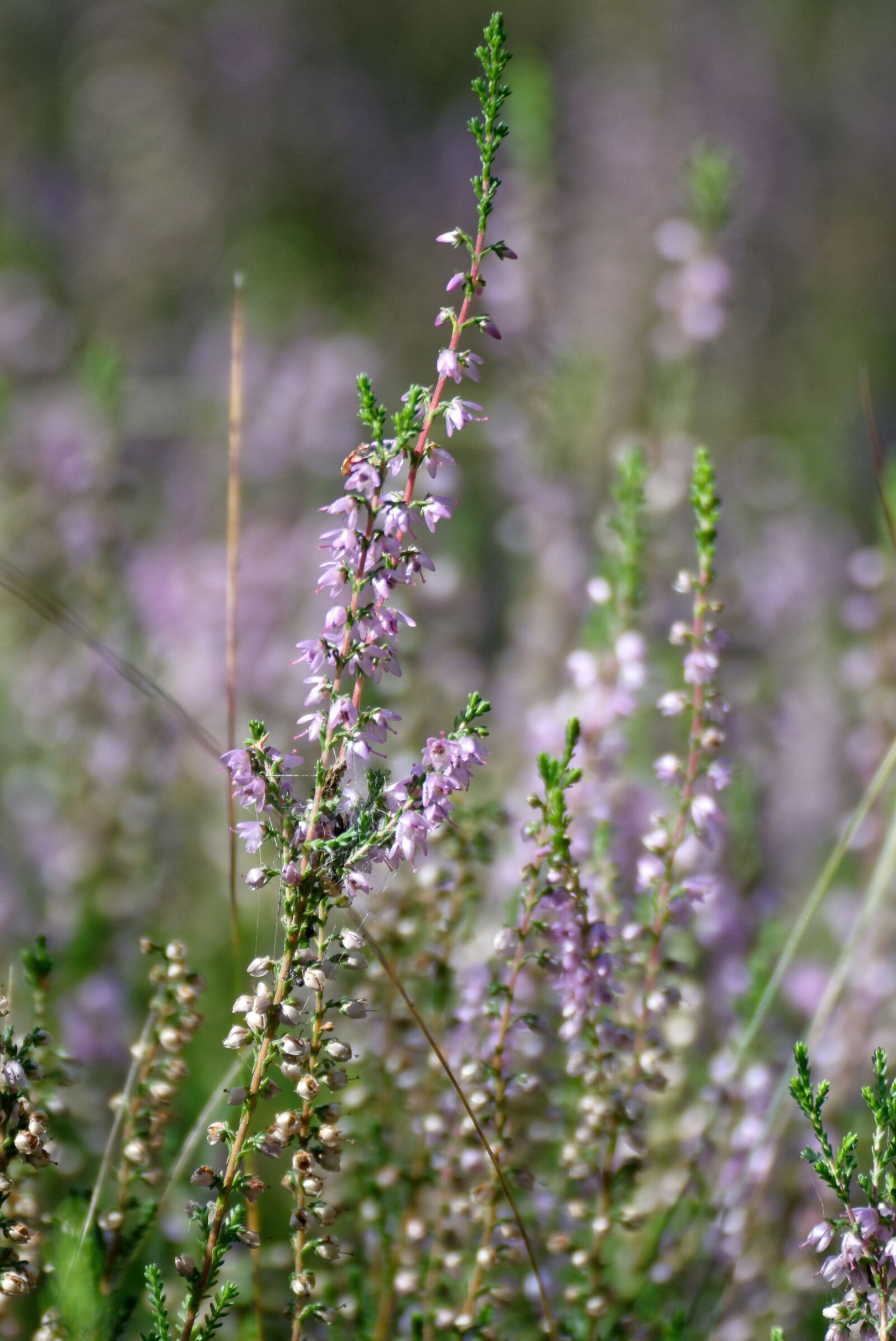 Nikon D5200 sample photo. Heather, heathers, autumn photography