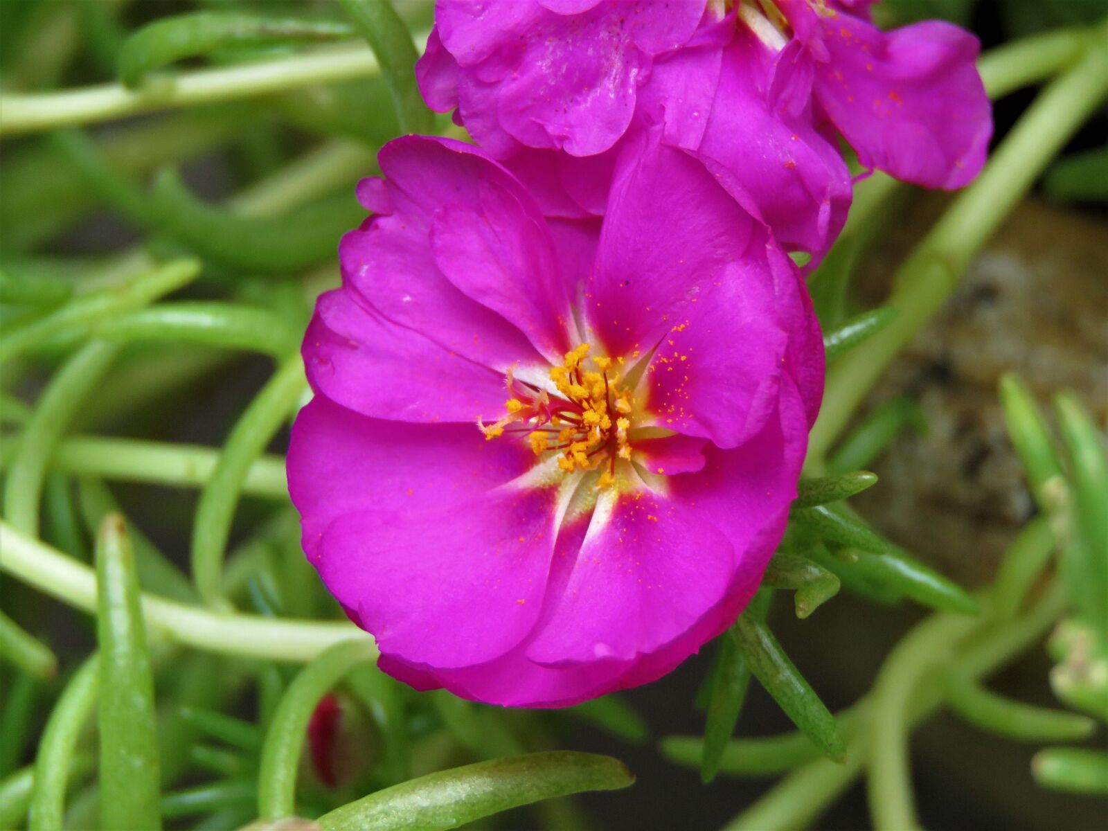 Canon PowerShot SX60 HS sample photo. Flower, macro, purple and photography