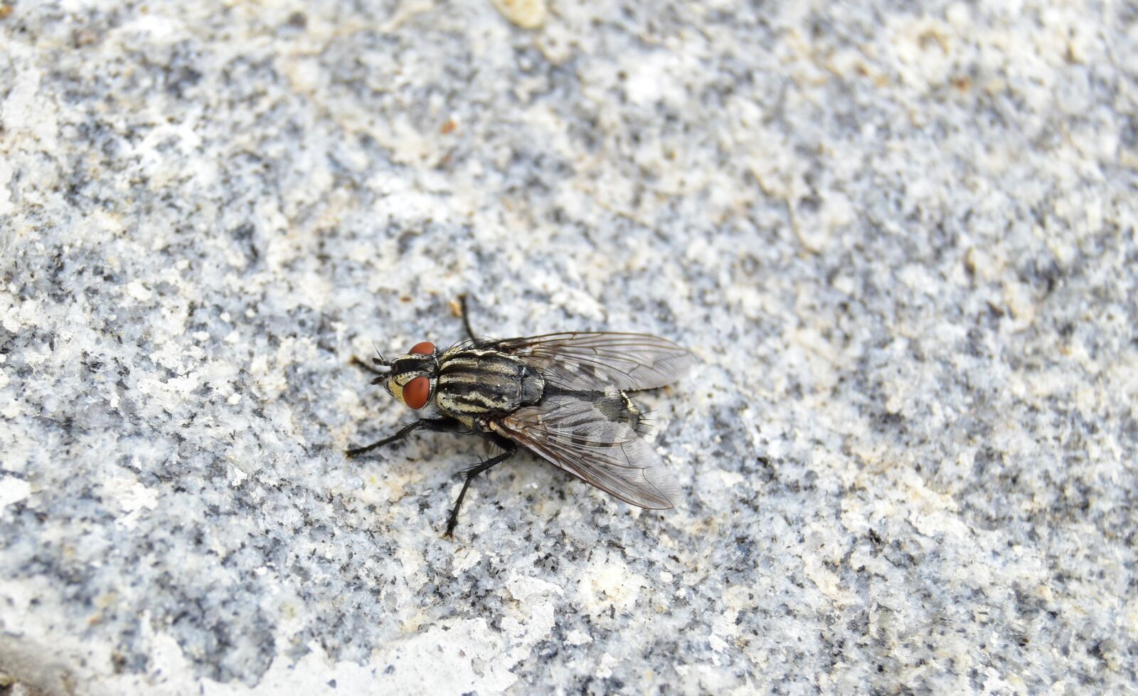 Nikon D5600 sample photo. Fly, granite, insect photography