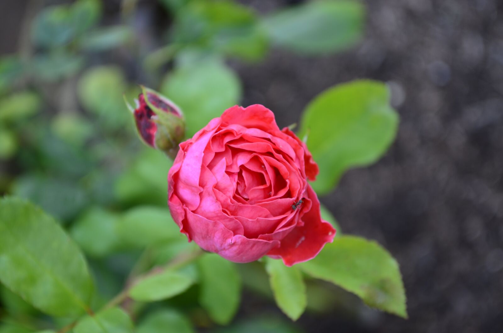 Nikon D5100 sample photo. Floral, nature, rose photography