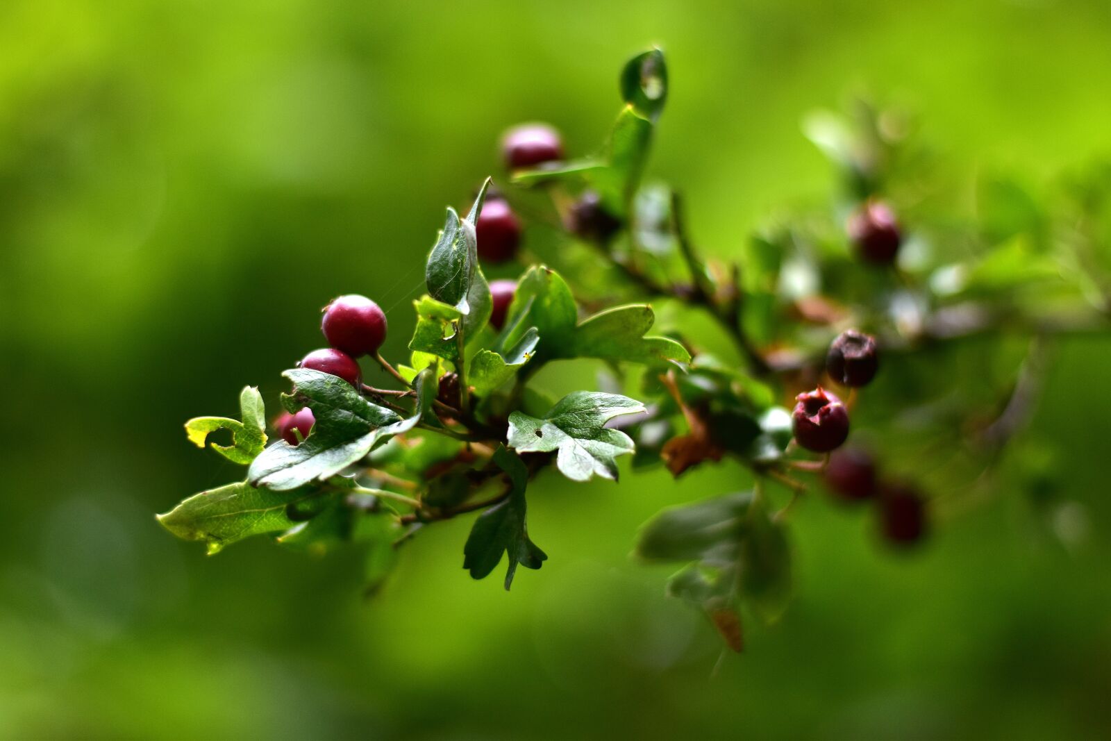 Nikon D3500 sample photo. Fruits, berries, grapes photography
