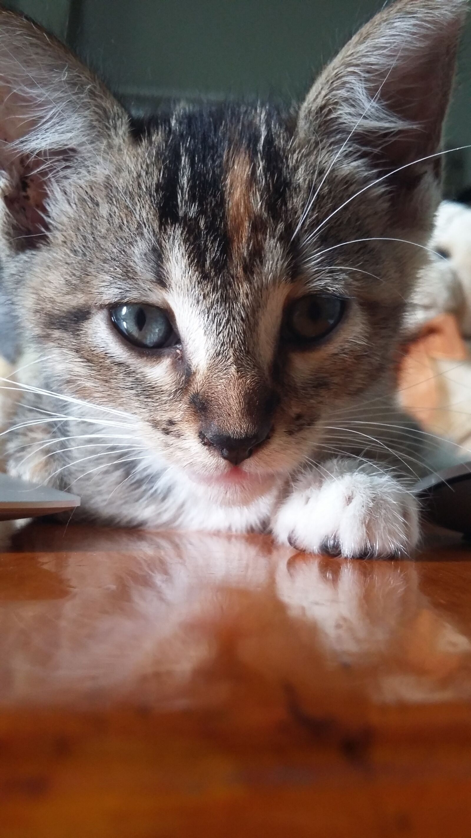 Samsung Galaxy A3 sample photo. Cat, cute, baby photography