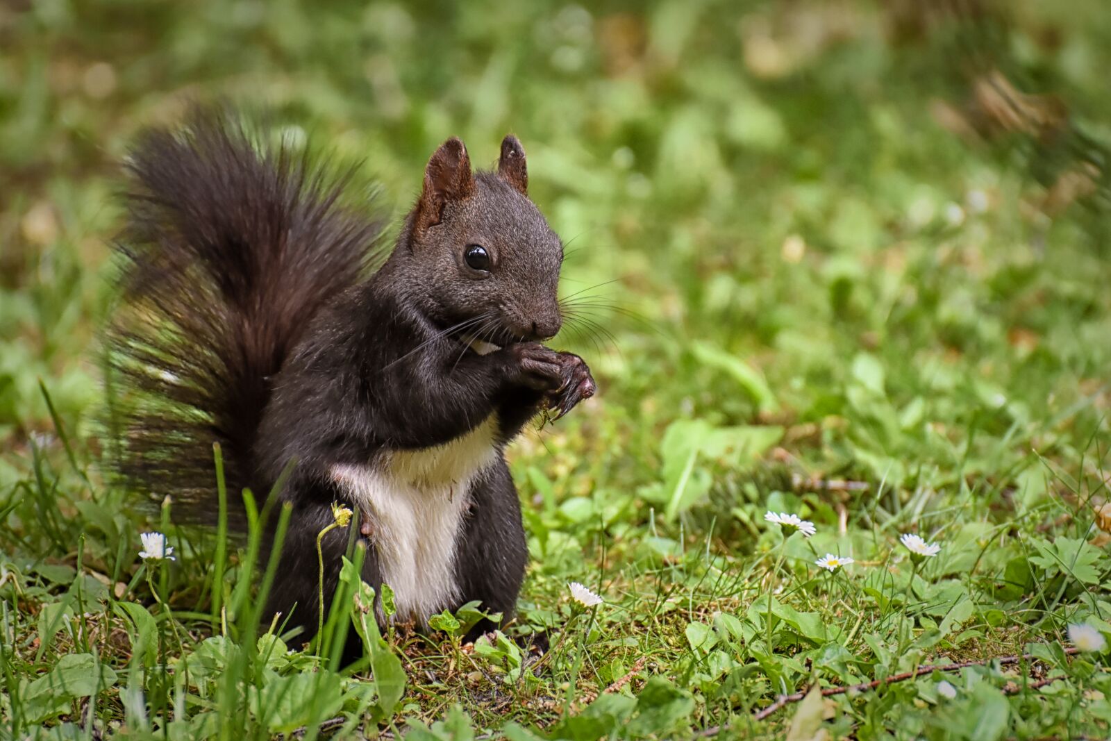 Nikon D7200 sample photo. Squirrel, nager, cute photography