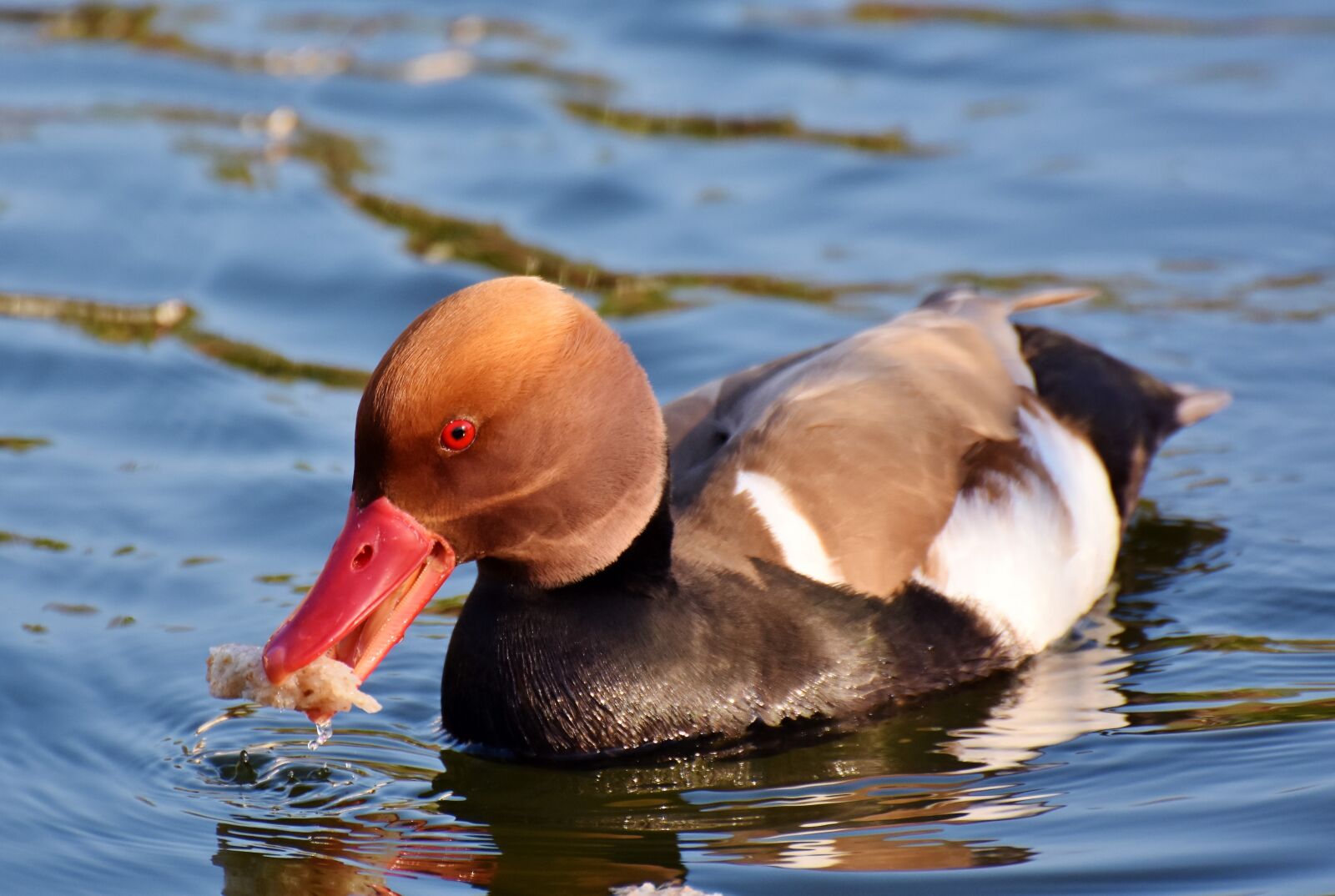 Nikon D7200 sample photo. Piston duck, duck, water photography