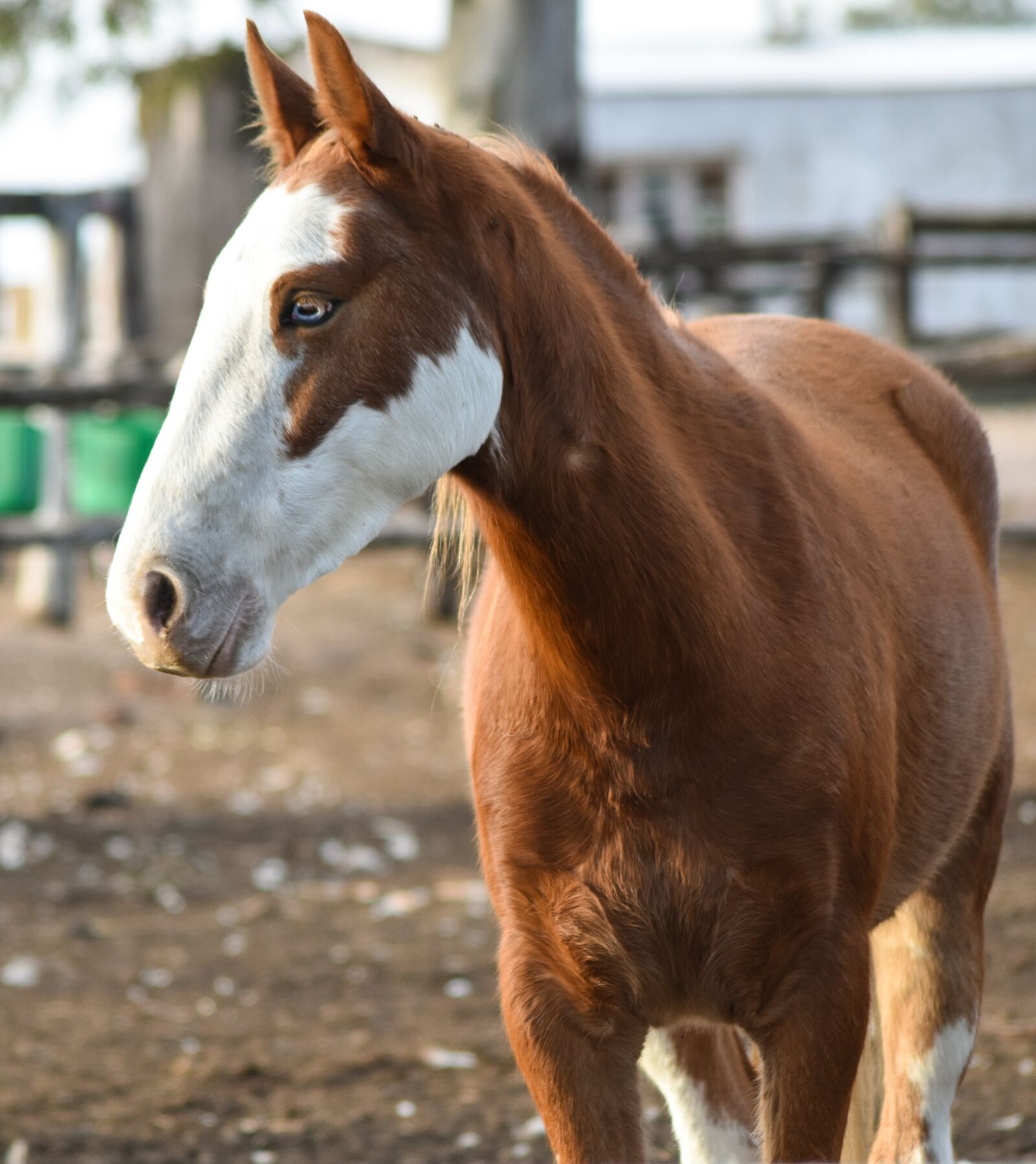 Nikon D5500 sample photo. Horse, animal, mare photography