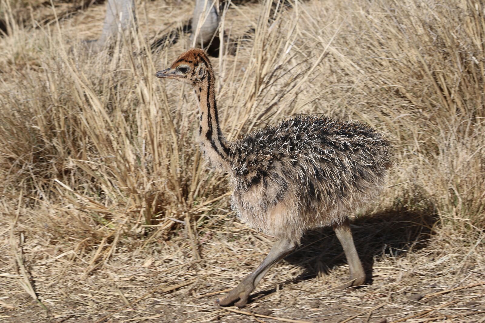 Canon EOS 760D (EOS Rebel T6s / EOS 8000D) sample photo. Ostriches, bird, flightless bird photography