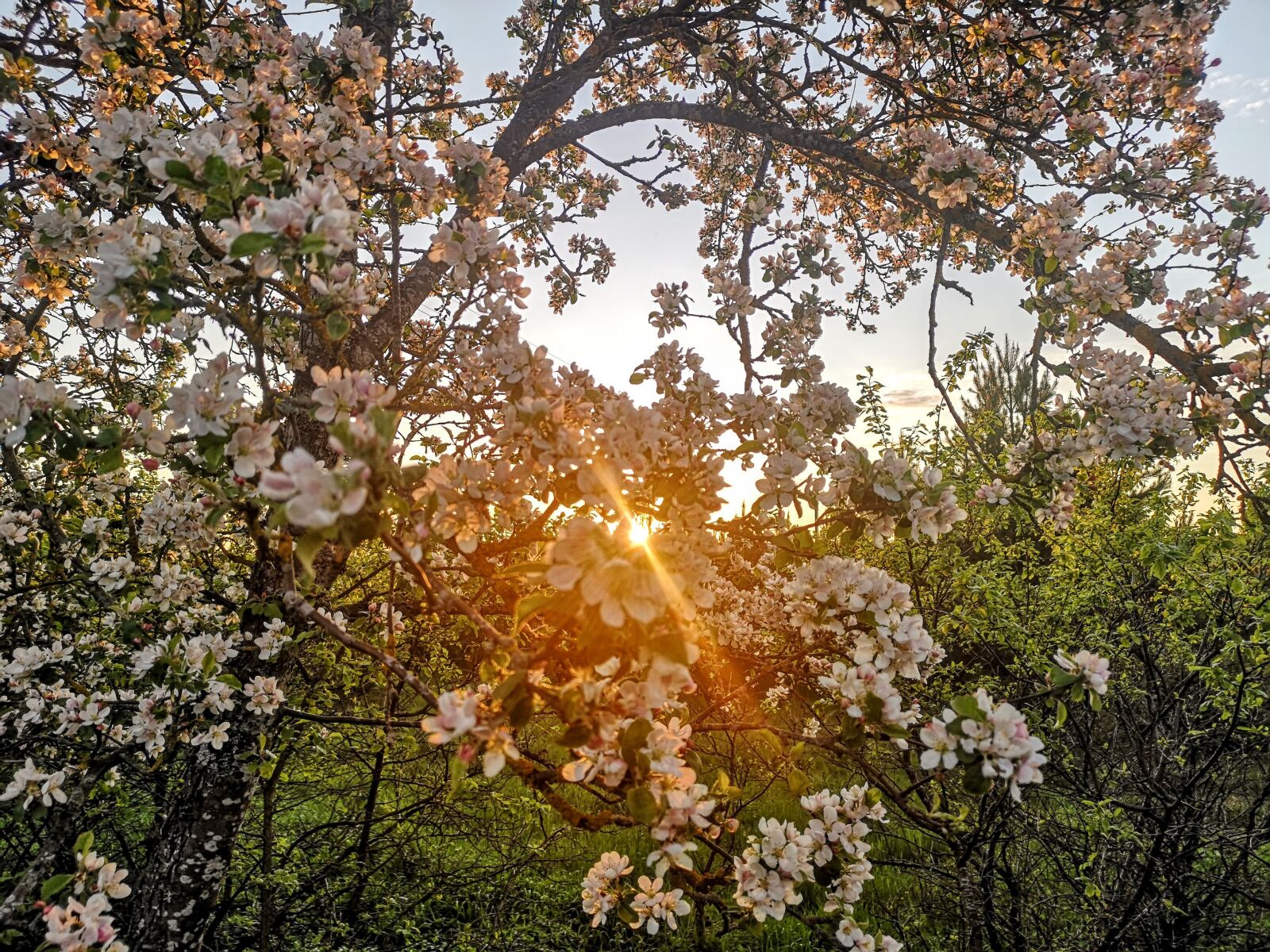 HUAWEI CLT-L29 sample photo. Apple tree, color, bloom photography