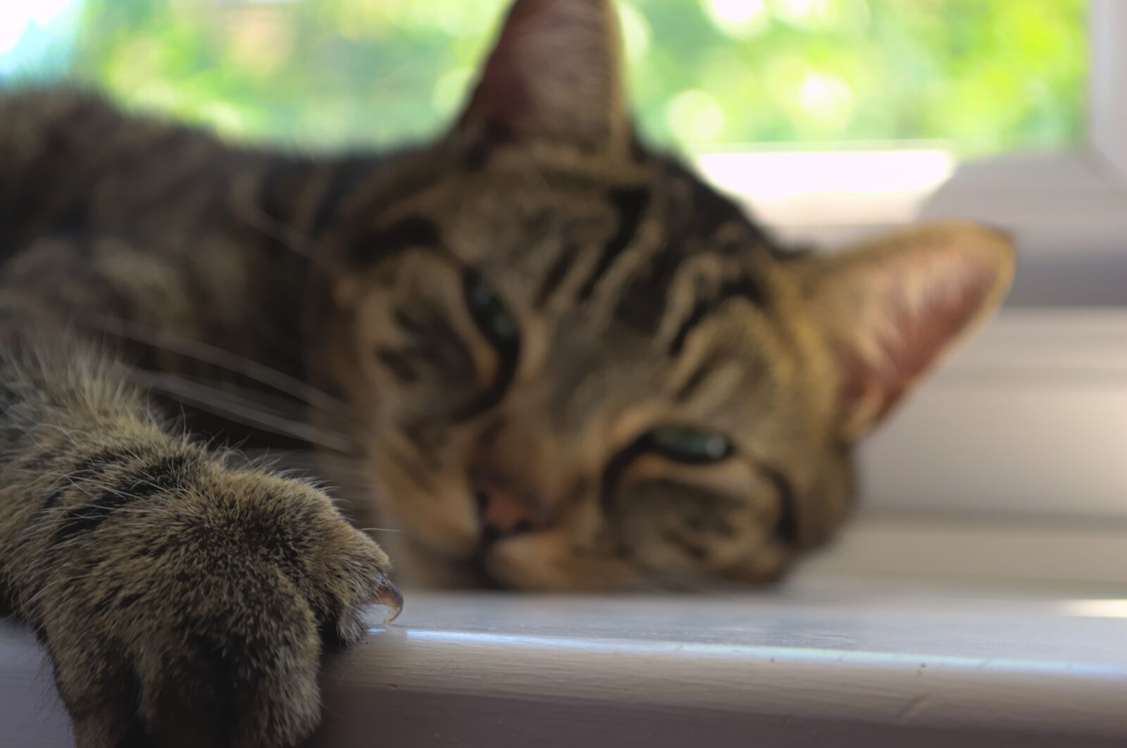 Nikon D3100 sample photo. Tabby cat, tired, cat photography