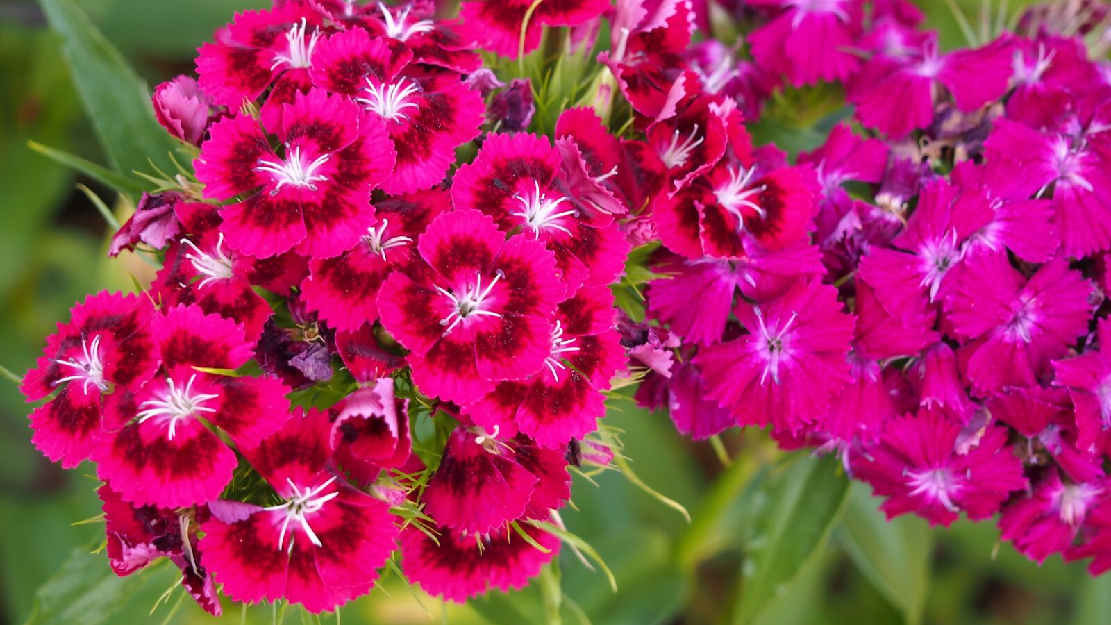 Olympus PEN E-PL6 sample photo. Flower, nature, plant photography