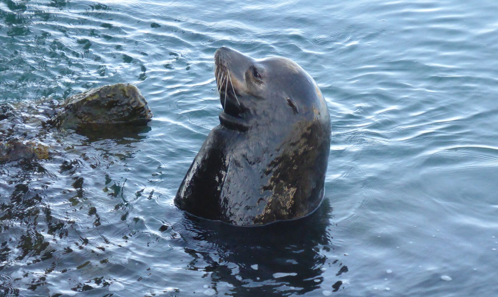 Panasonic DMC-TZ41 sample photo. Sea lion, nature, animals photography