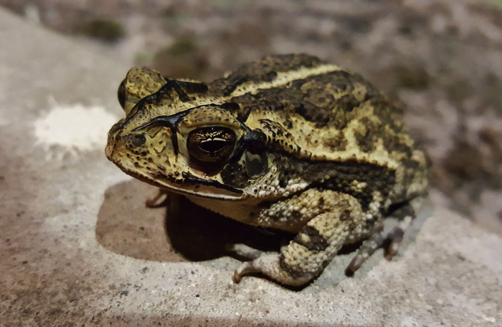 Samsung Galaxy Note5 sample photo. Toad, gulf coast toad photography