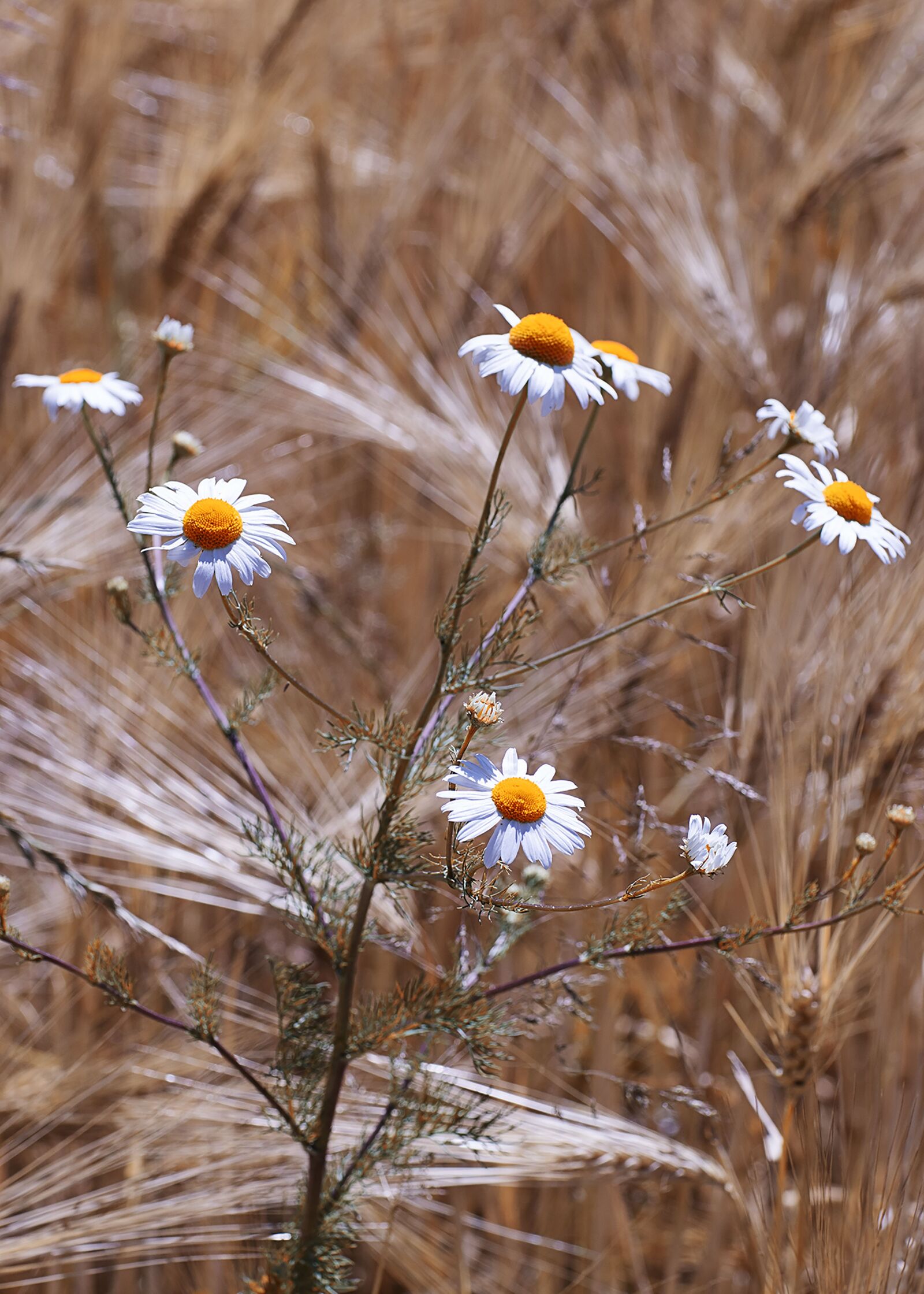 DT 85mm F1.2 SAM sample photo. Chamomile, field, flowers photography