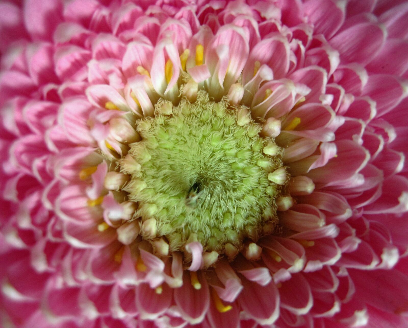 Canon PowerShot SD1200 IS (Digital IXUS 95 IS / IXY Digital 110 IS) sample photo. Gerbera, close up, petals photography