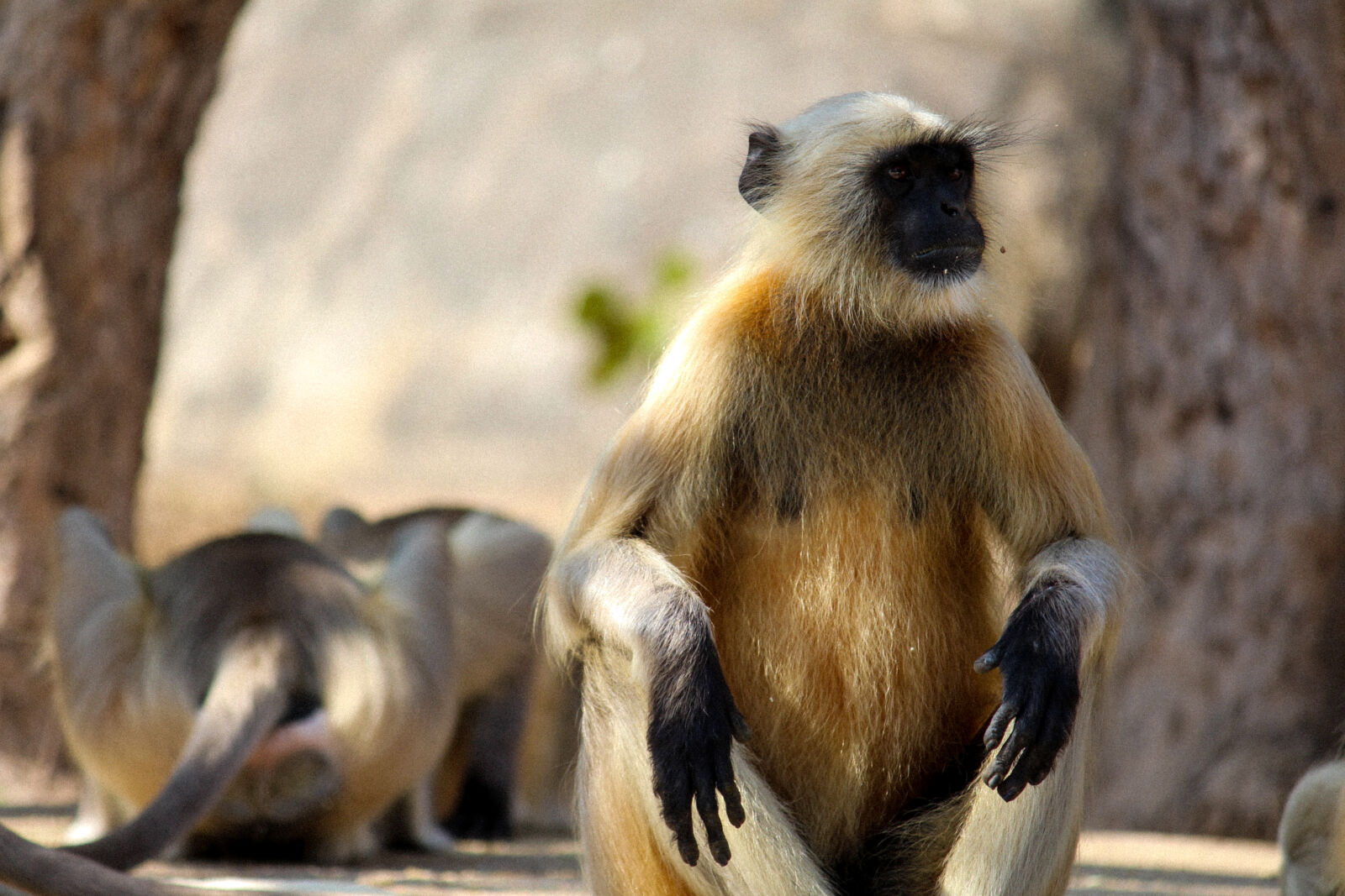 Canon EF-S 55-250mm F4-5.6 IS II sample photo. Animal, monkey, wildlife, photography photography