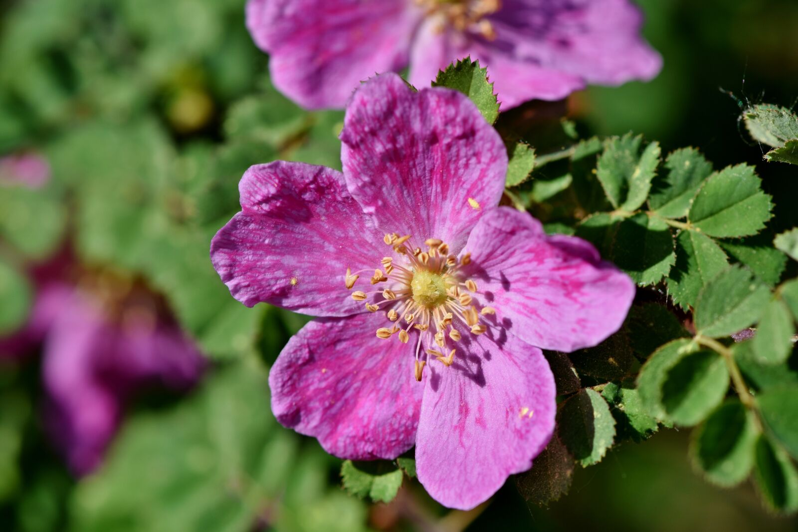 Nikon D7200 sample photo. Anemone, florets, blossom photography