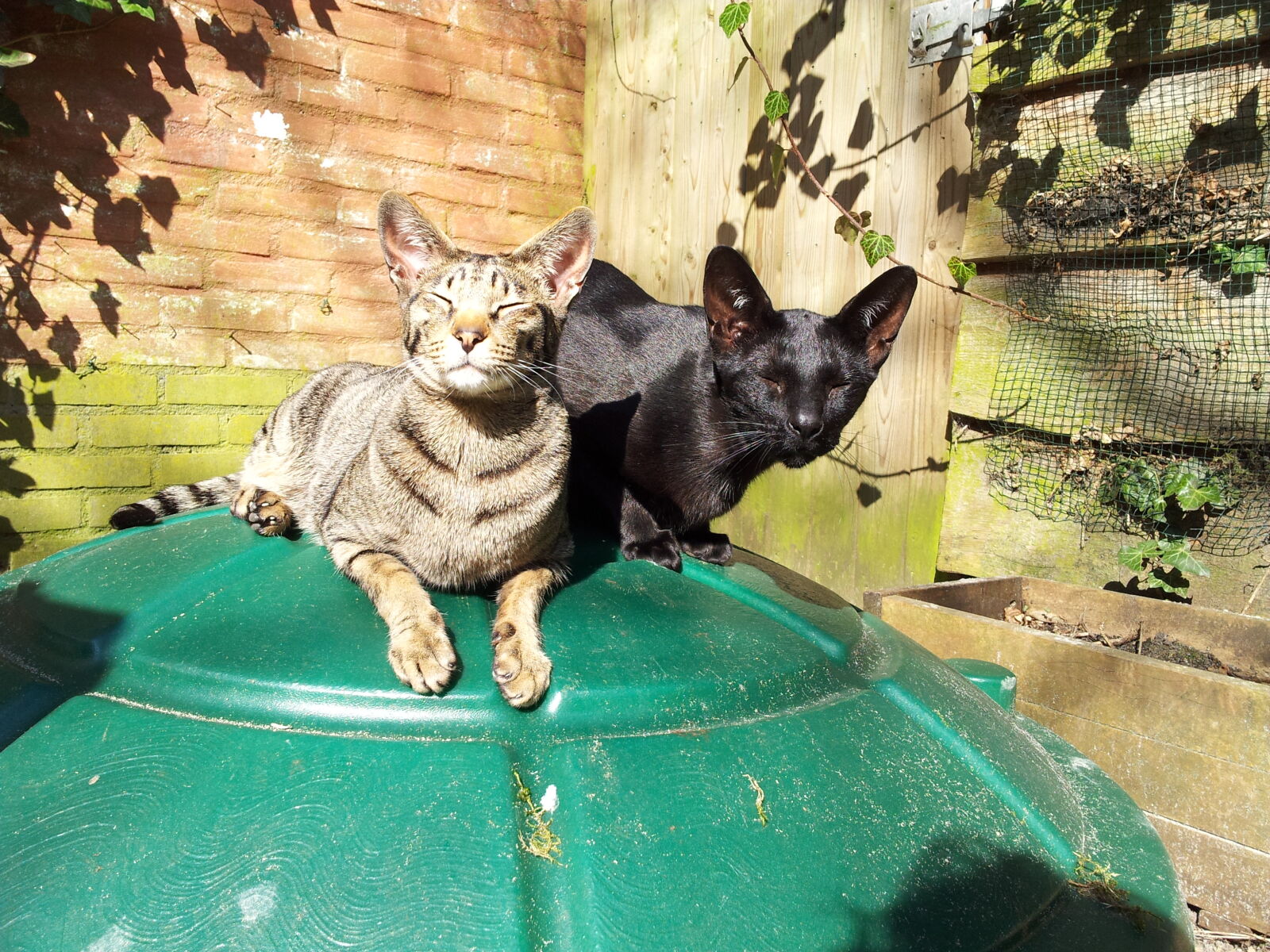 Samsung Galaxy Note sample photo. Cats, garden, lazy, sun photography