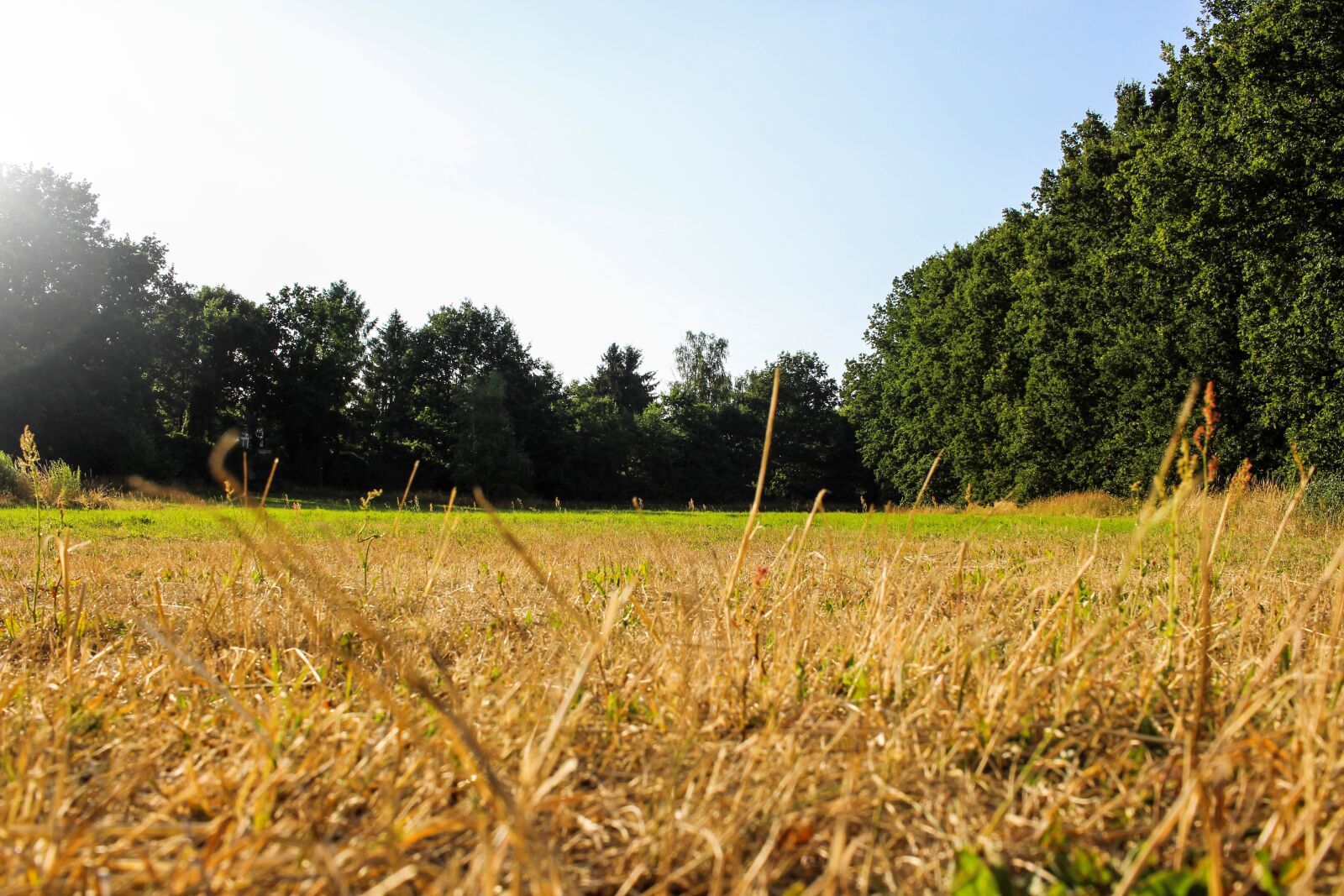 Canon EF-S 24mm F2.8 STM sample photo. Field, meadow, nature photography