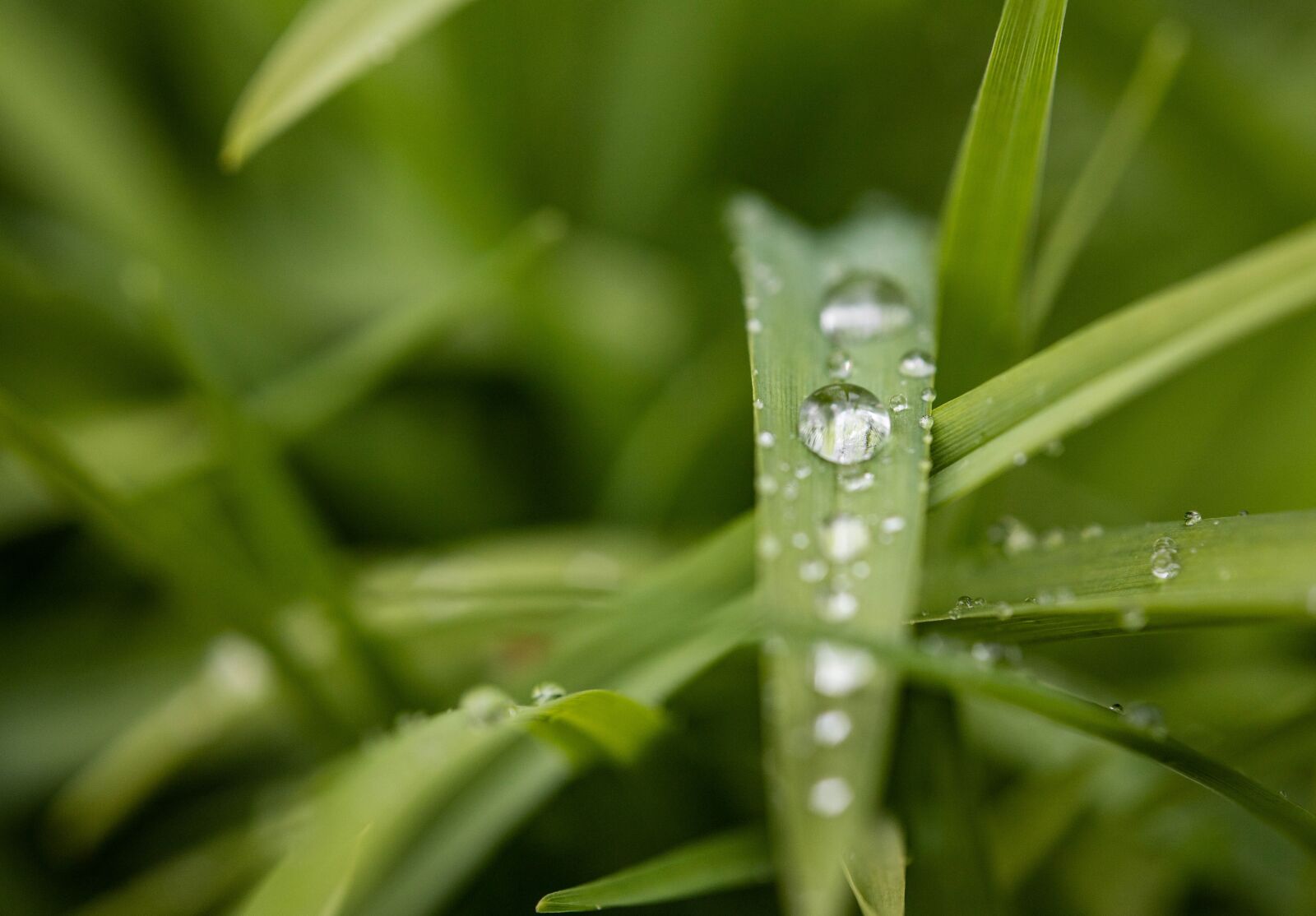 Canon EOS 6D Mark II sample photo. Grass, drip, nature photography