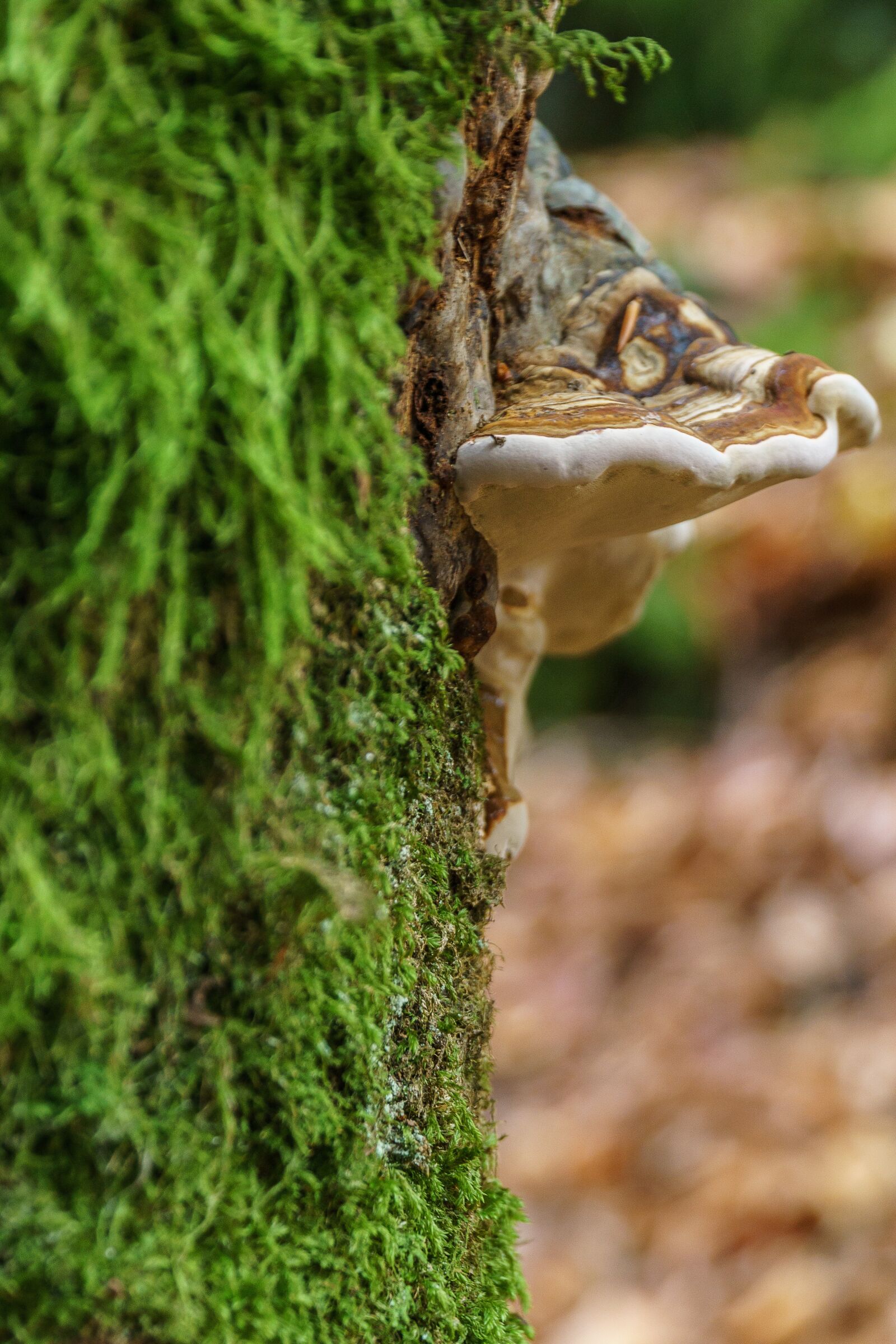 Sony a6000 + Sony E PZ 18-105mm F4 G OSS sample photo. Mushroom, moss, tree photography