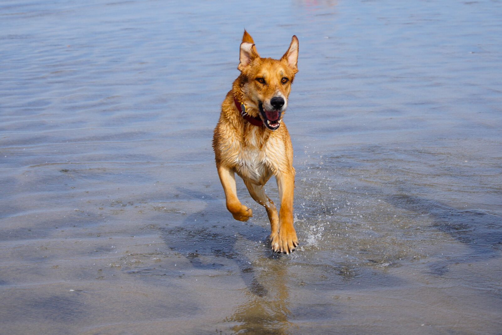Sony SLT-A55 (SLT-A55V) sample photo. Dog, running, water photography