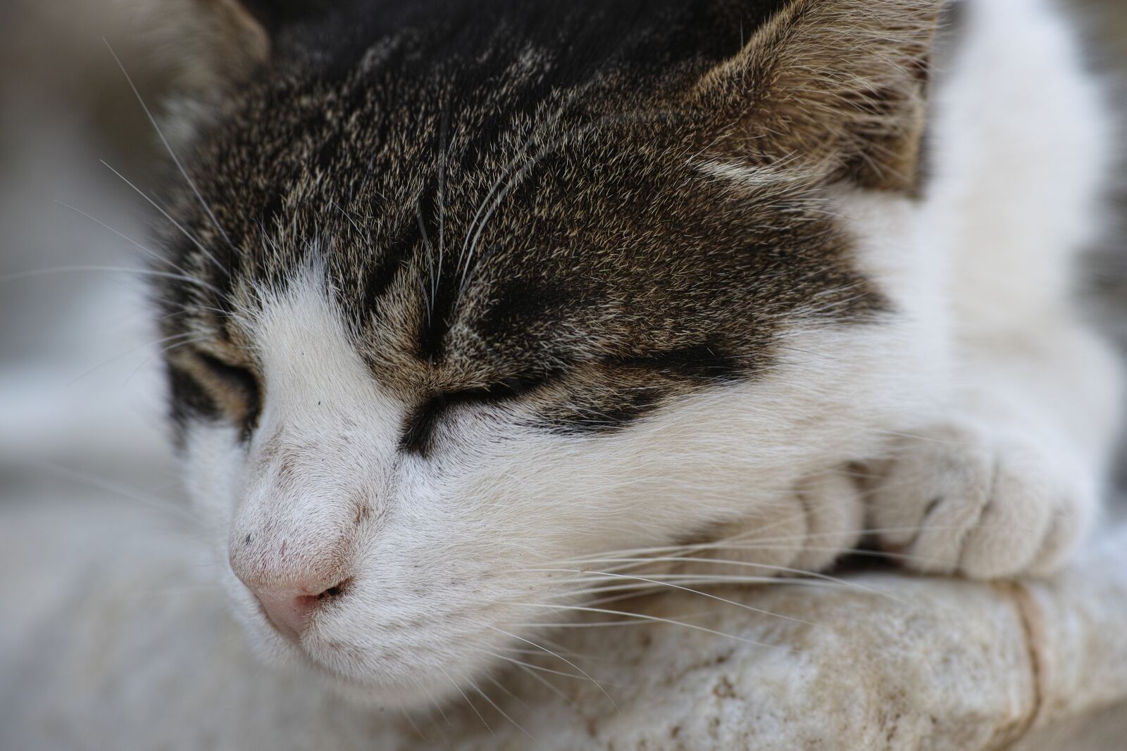 Sigma DP3 Merrill sample photo. Cat, sleep, tired photography