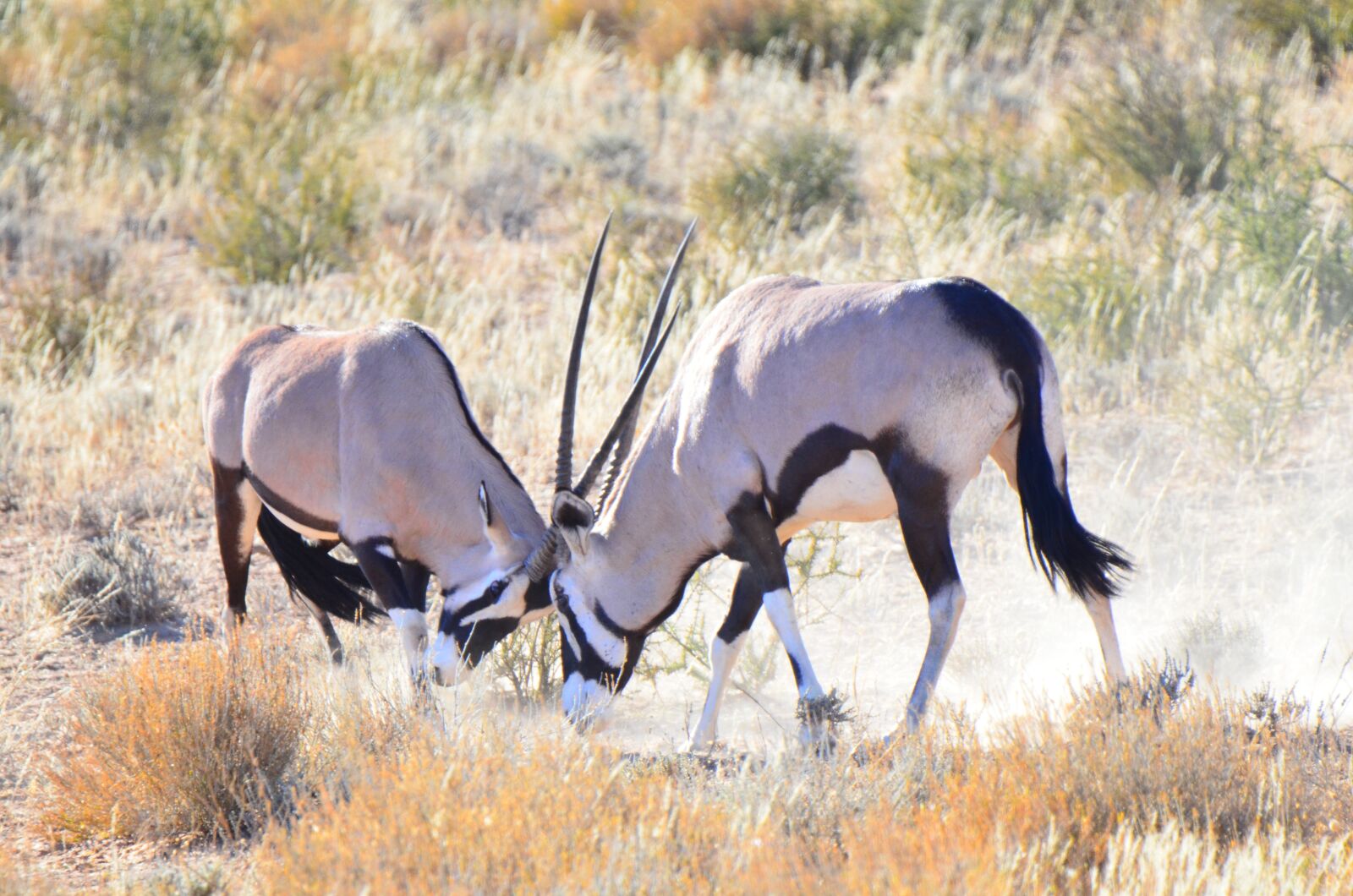 Nikon D7000 sample photo. Gemsbok, gemsbuck, antelope photography