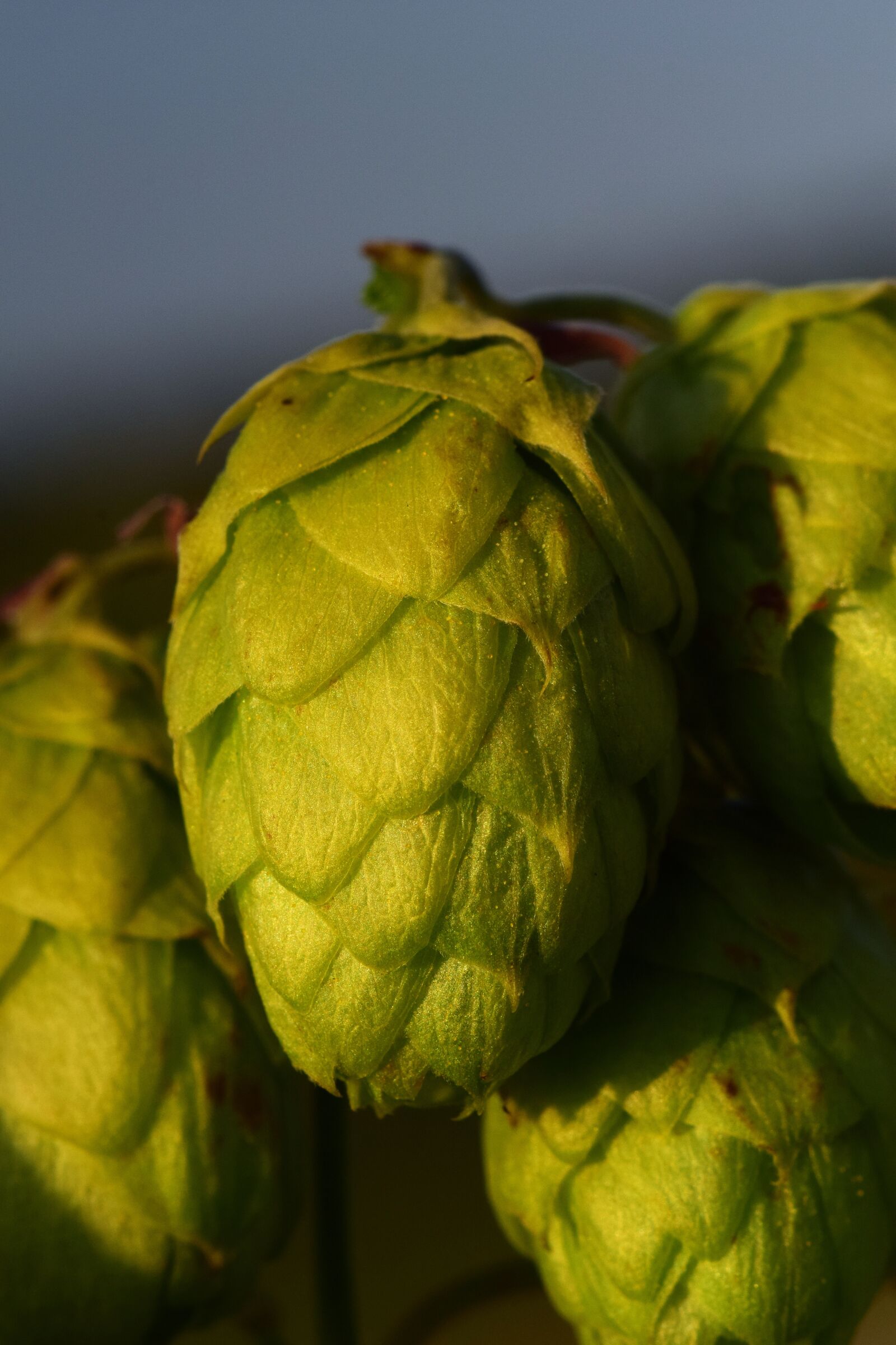 Nikon D3300 sample photo. Hops, hops flower, green photography