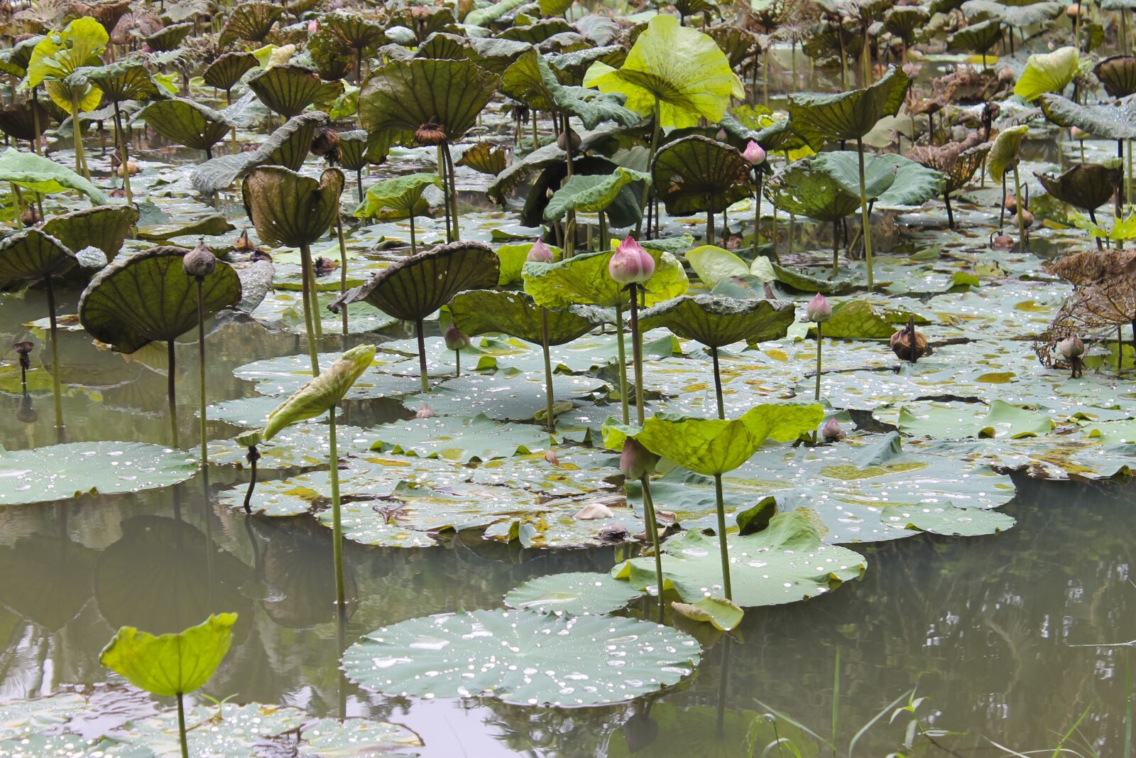 Canon EOS 1100D (EOS Rebel T3 / EOS Kiss X50) sample photo. Pond, lotus, plants photography