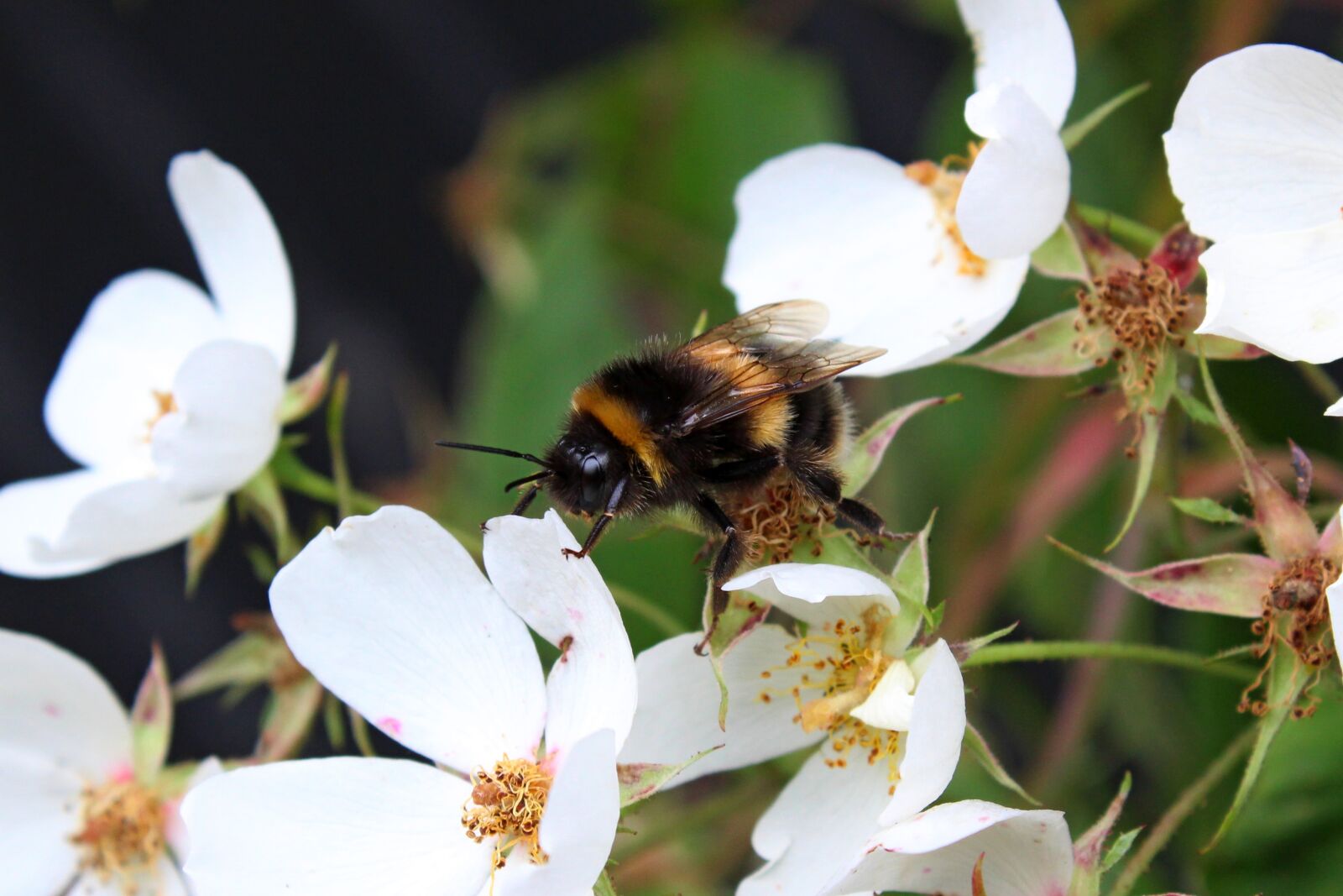 Canon EOS 1300D (EOS Rebel T6 / EOS Kiss X80) sample photo. Bee, pollinator, bumble bee photography