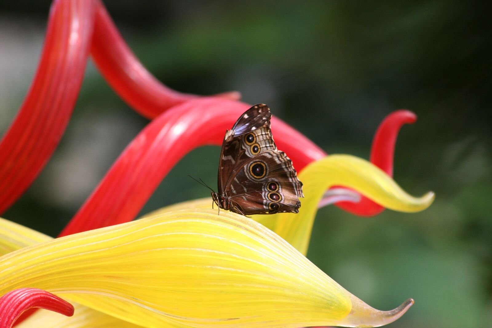 Canon EOS 350D (EOS Digital Rebel XT / EOS Kiss Digital N) sample photo. Flower, nature, outdoors photography