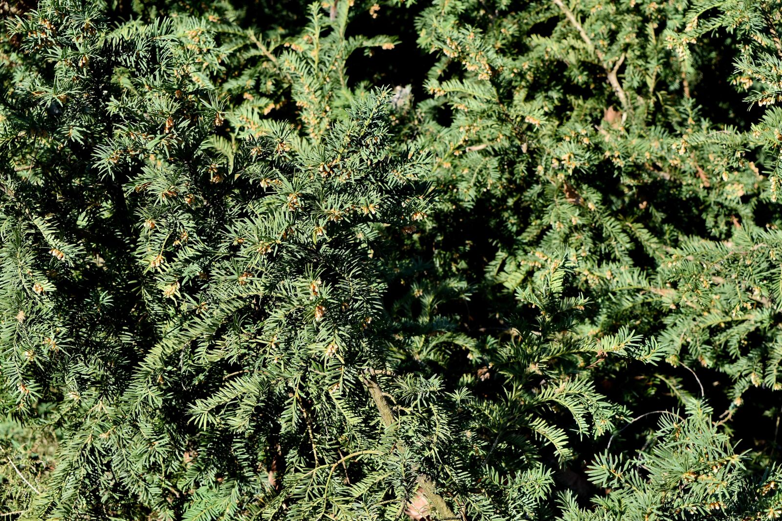 Nikon D5500 sample photo. Branches, conifers, evergreen, tree photography